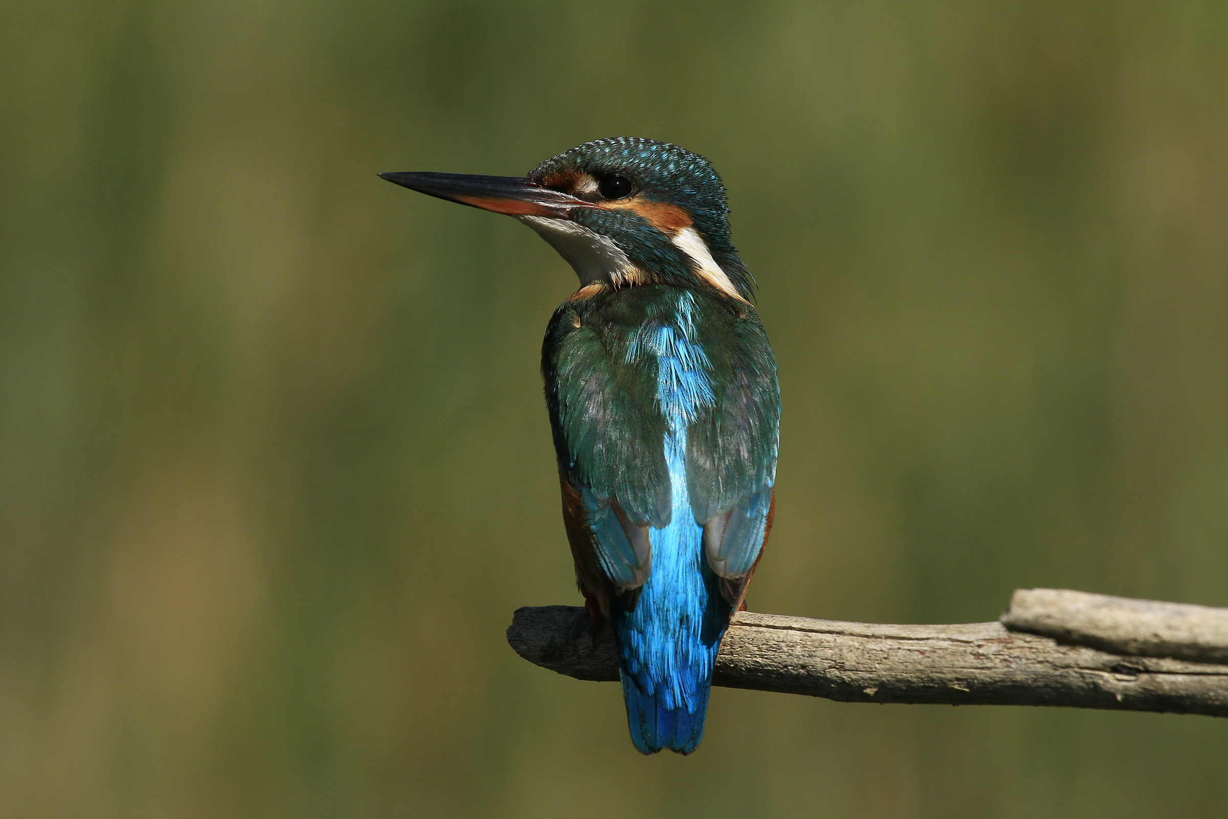 Kingfisher 2015