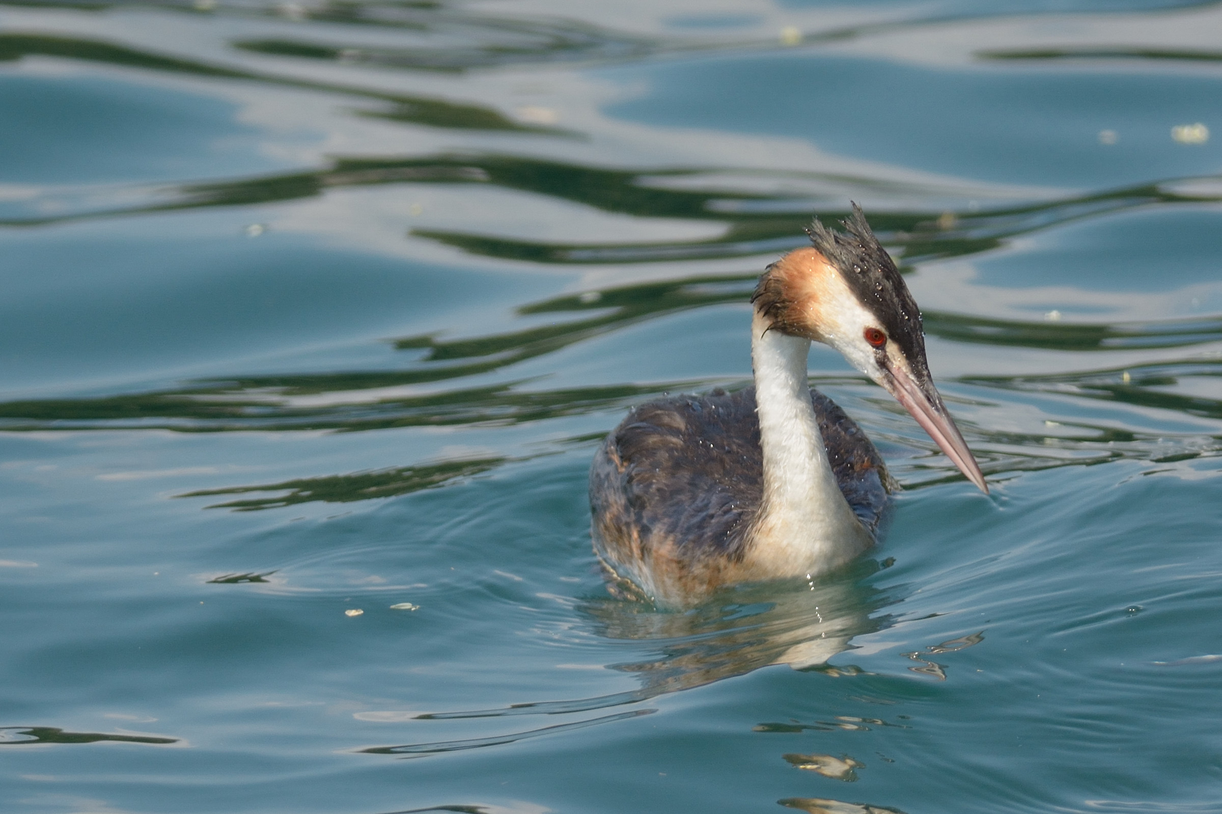 Great Crested Grebe