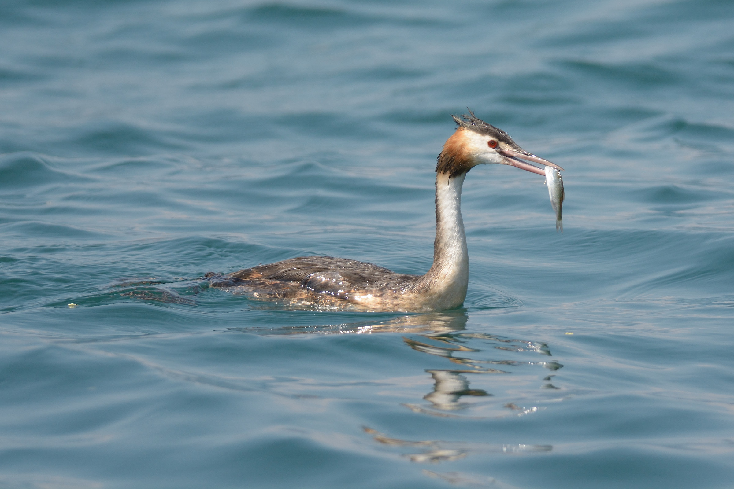 Great Crested Grebe