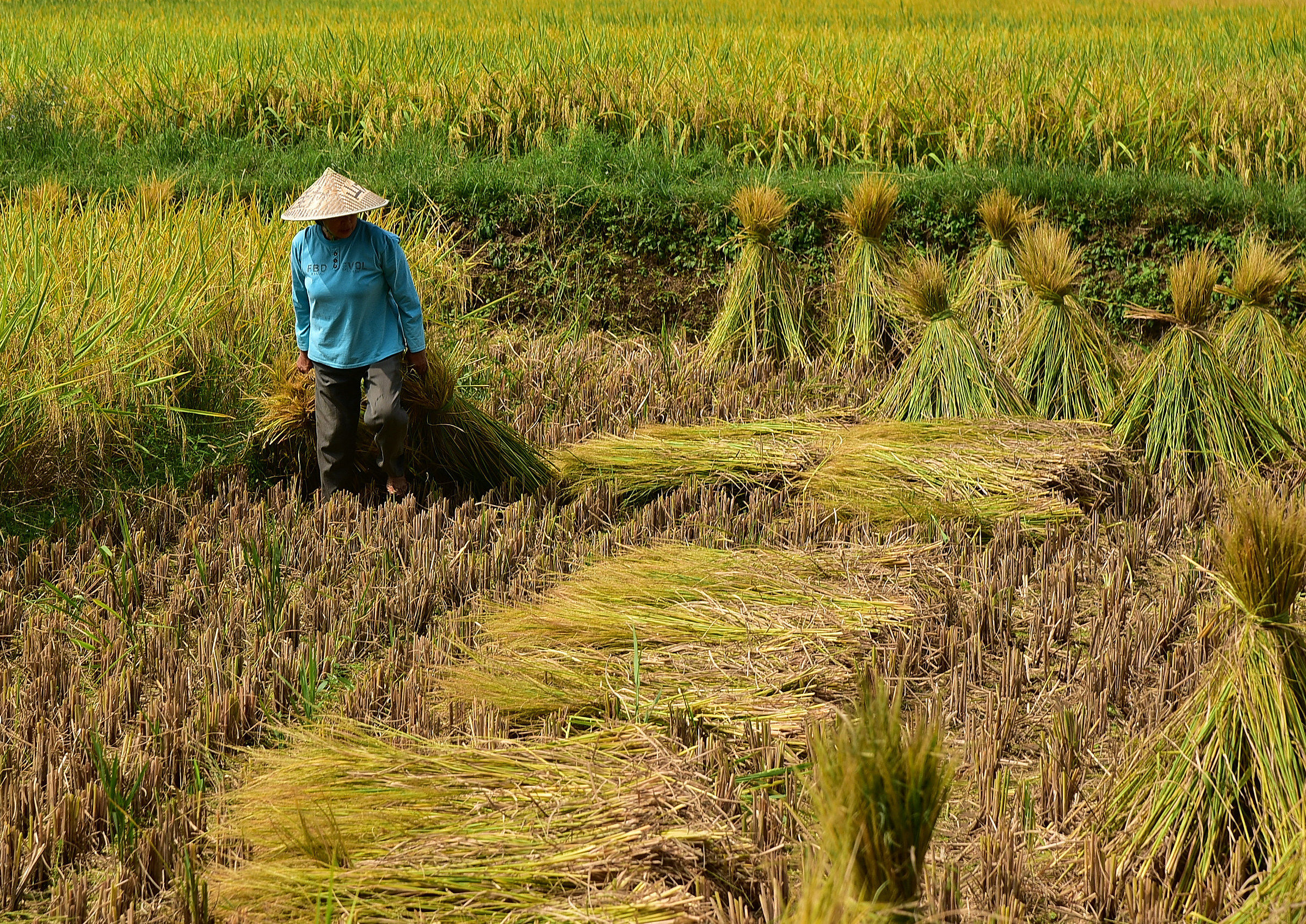 rice field