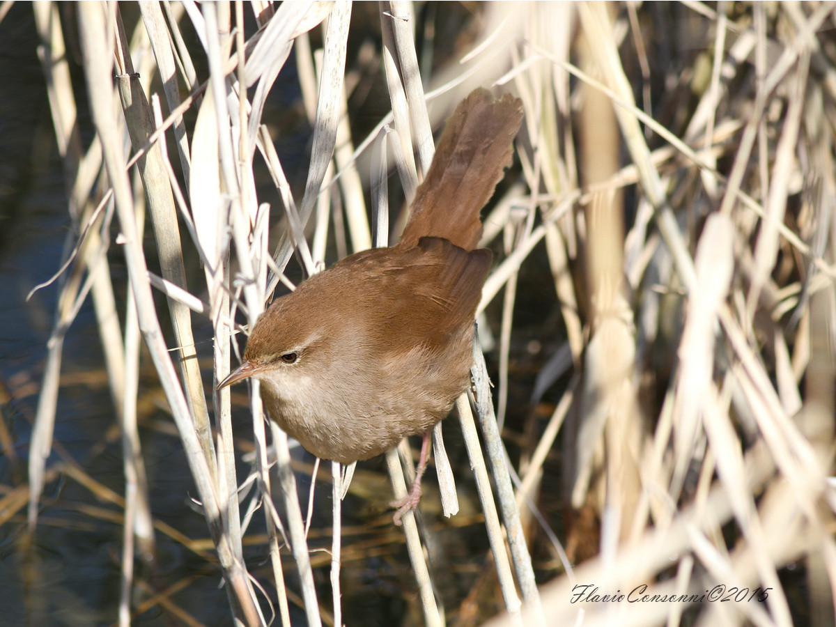 Cetti