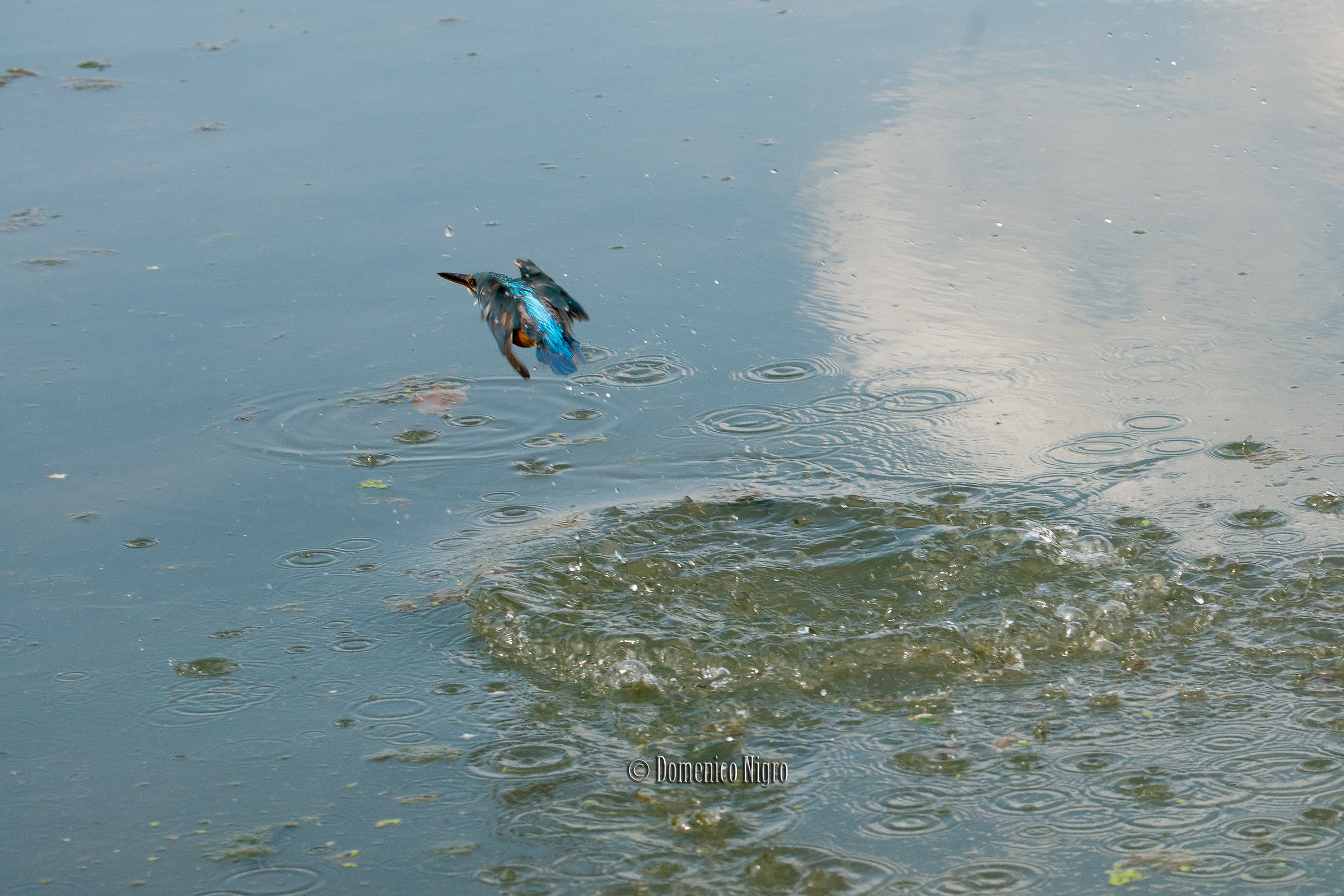 (centro cicogne racconigi)
