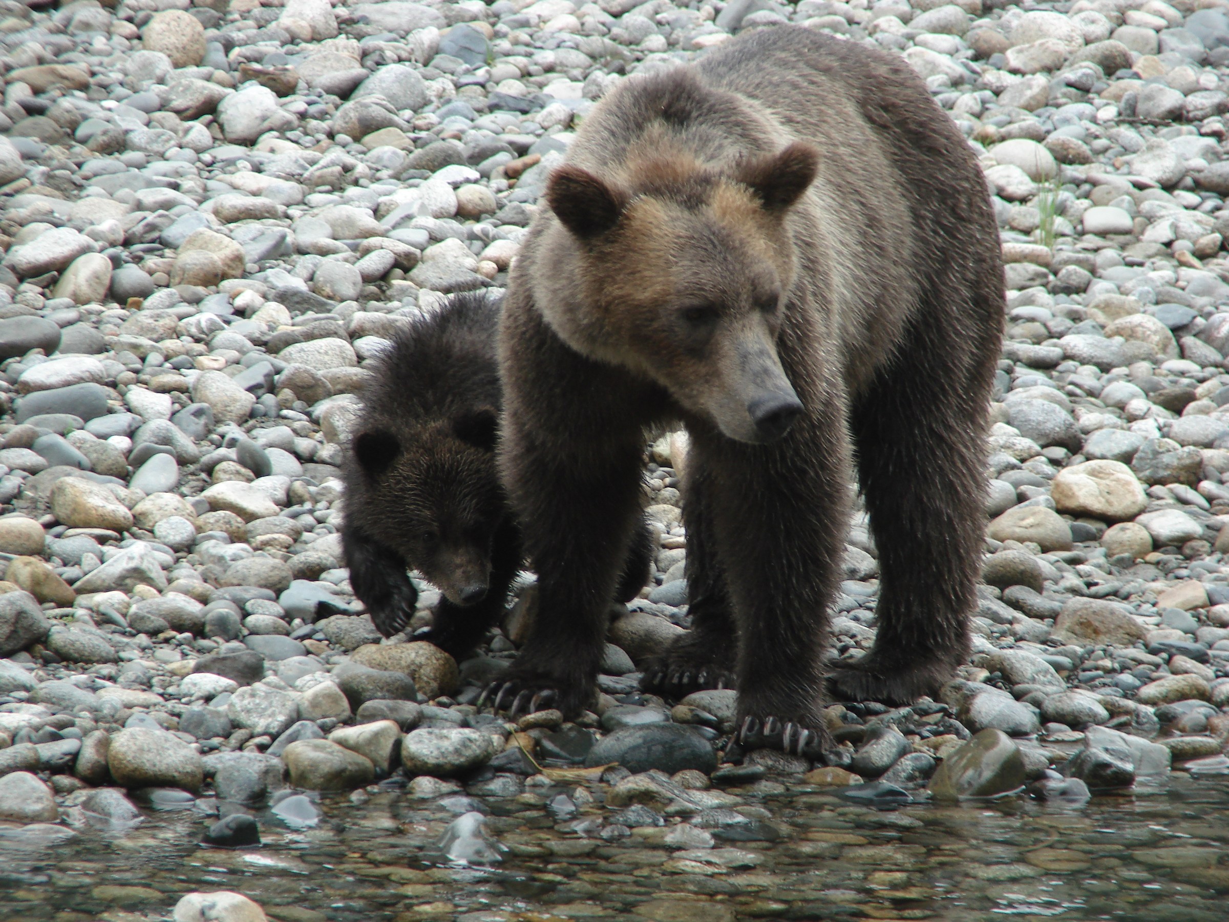 Grizzly bear with cub