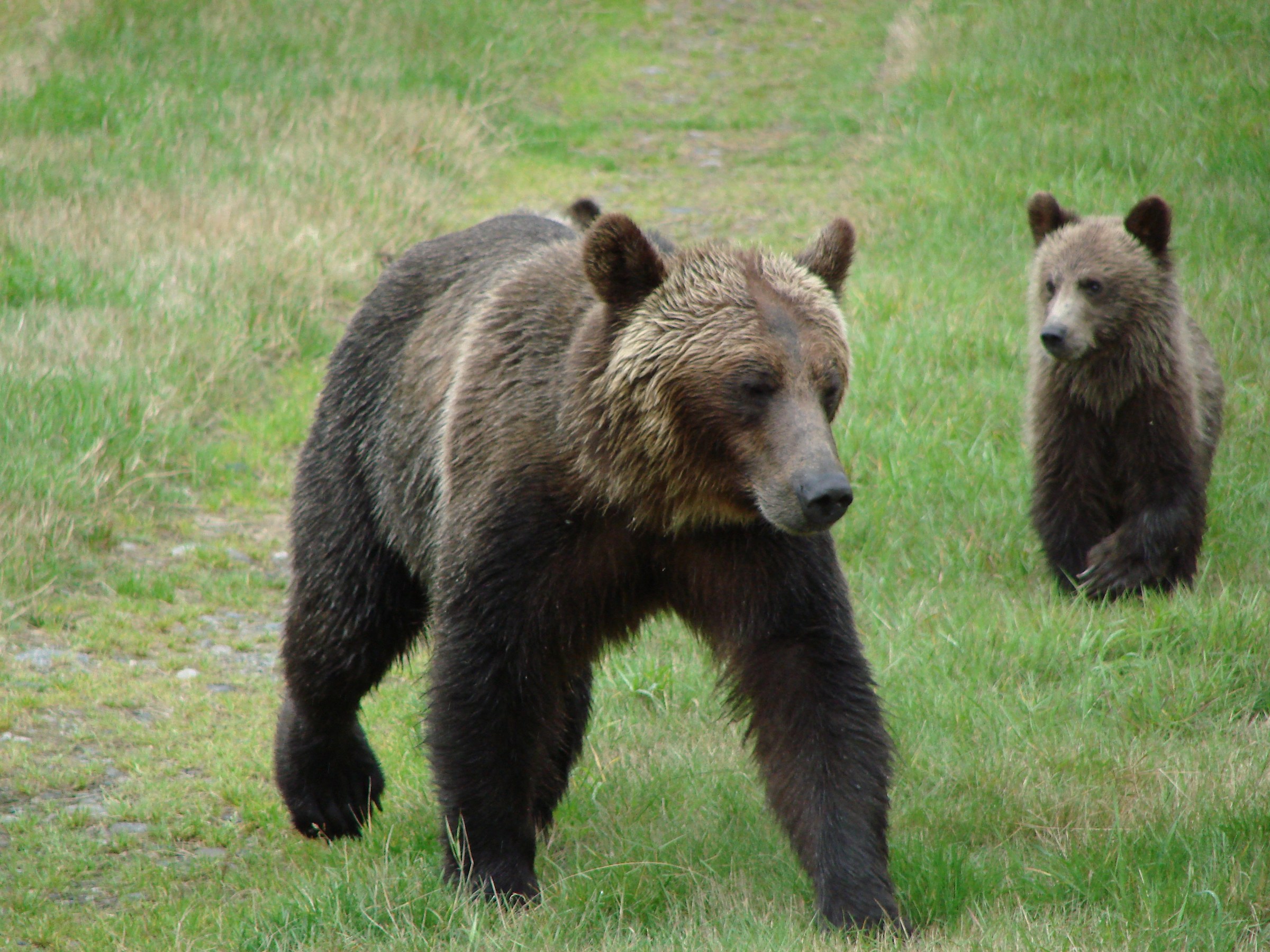 Knight Inlet. Grizzly