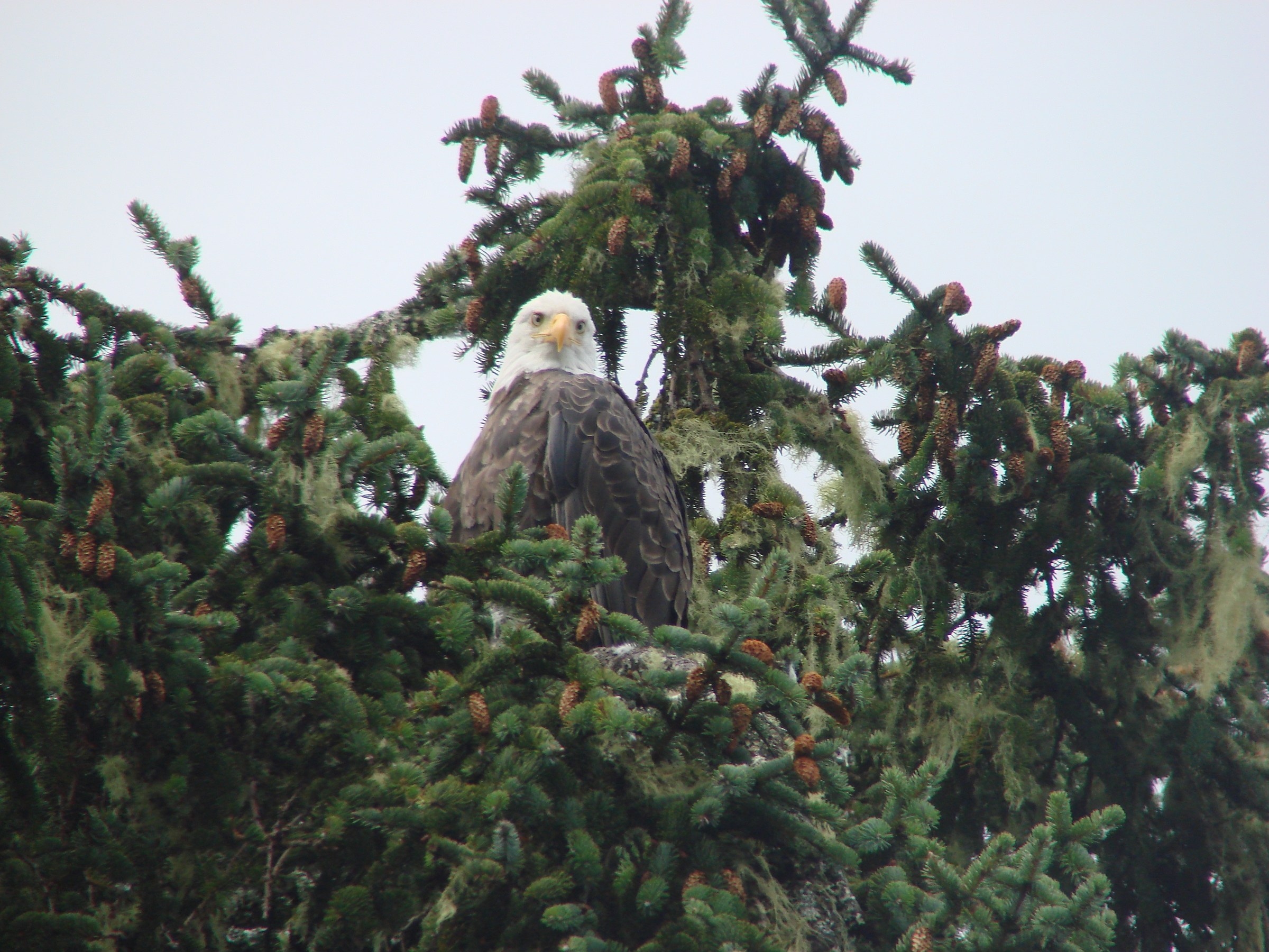 Tofino. Bald Eagle