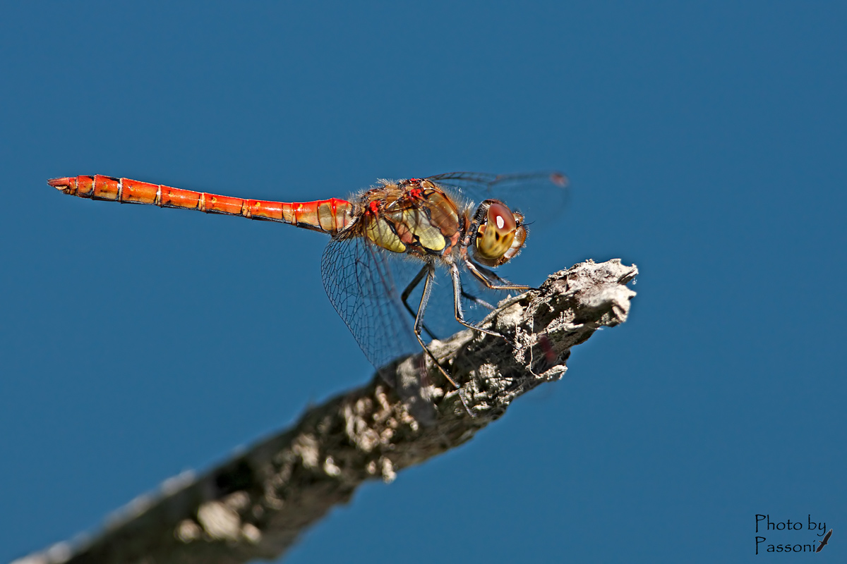Sympetrum!