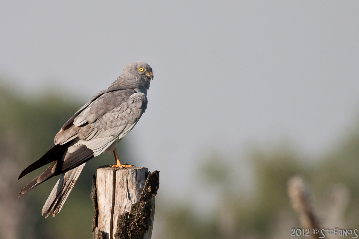 Albanella maschio posata