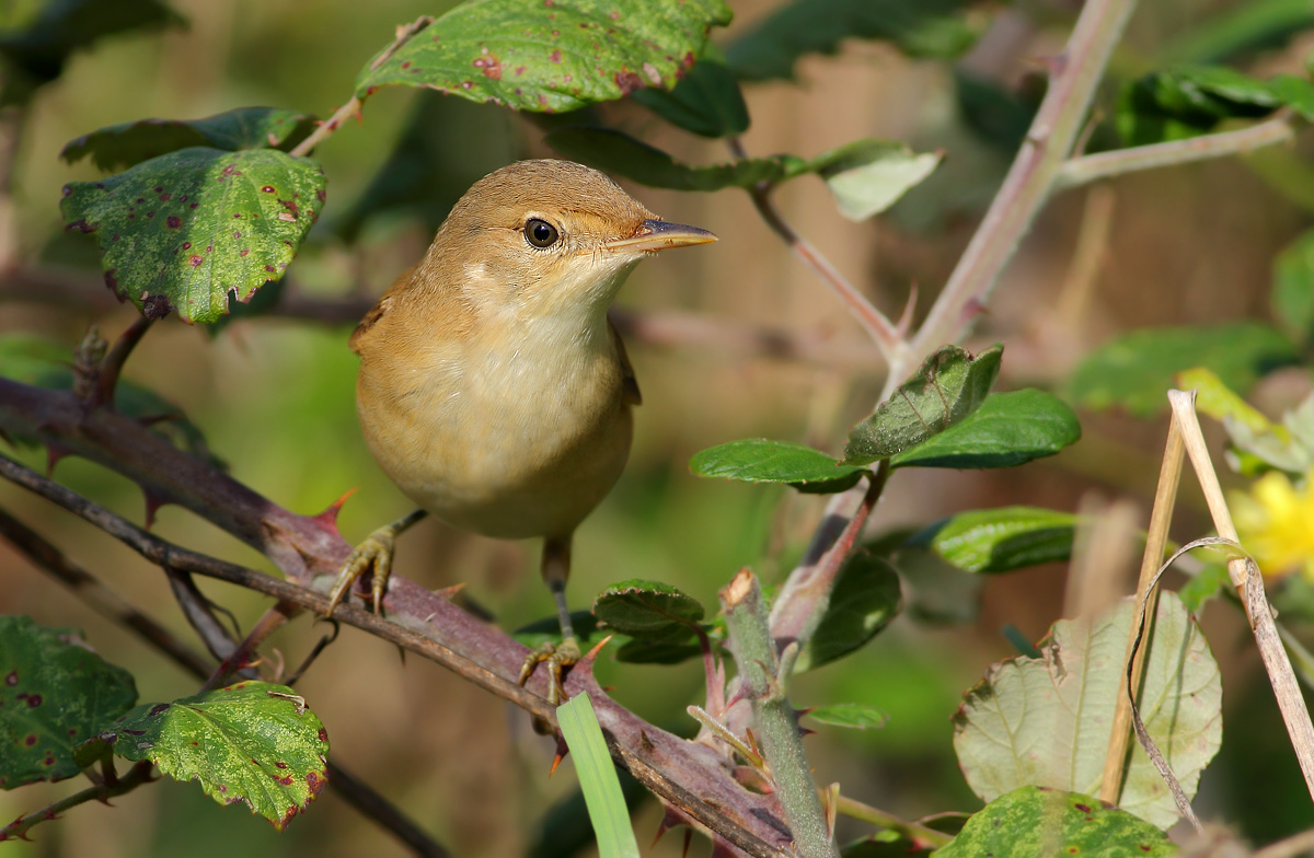 reed warbler