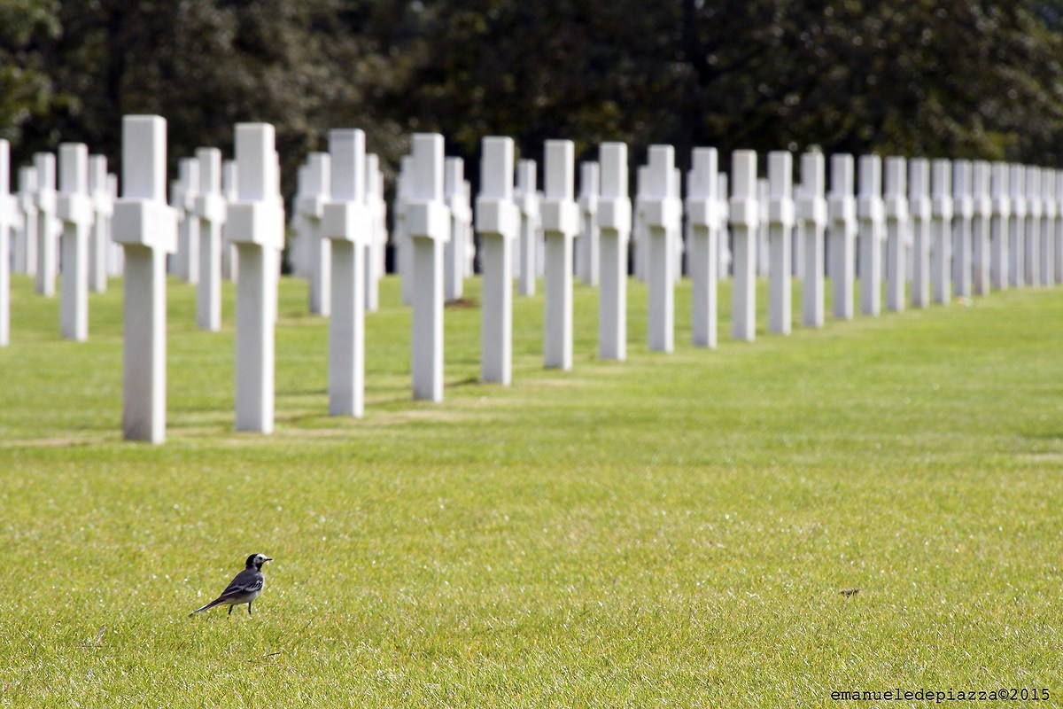 Uccellino al Cimitero Americano a Colleville sur mer