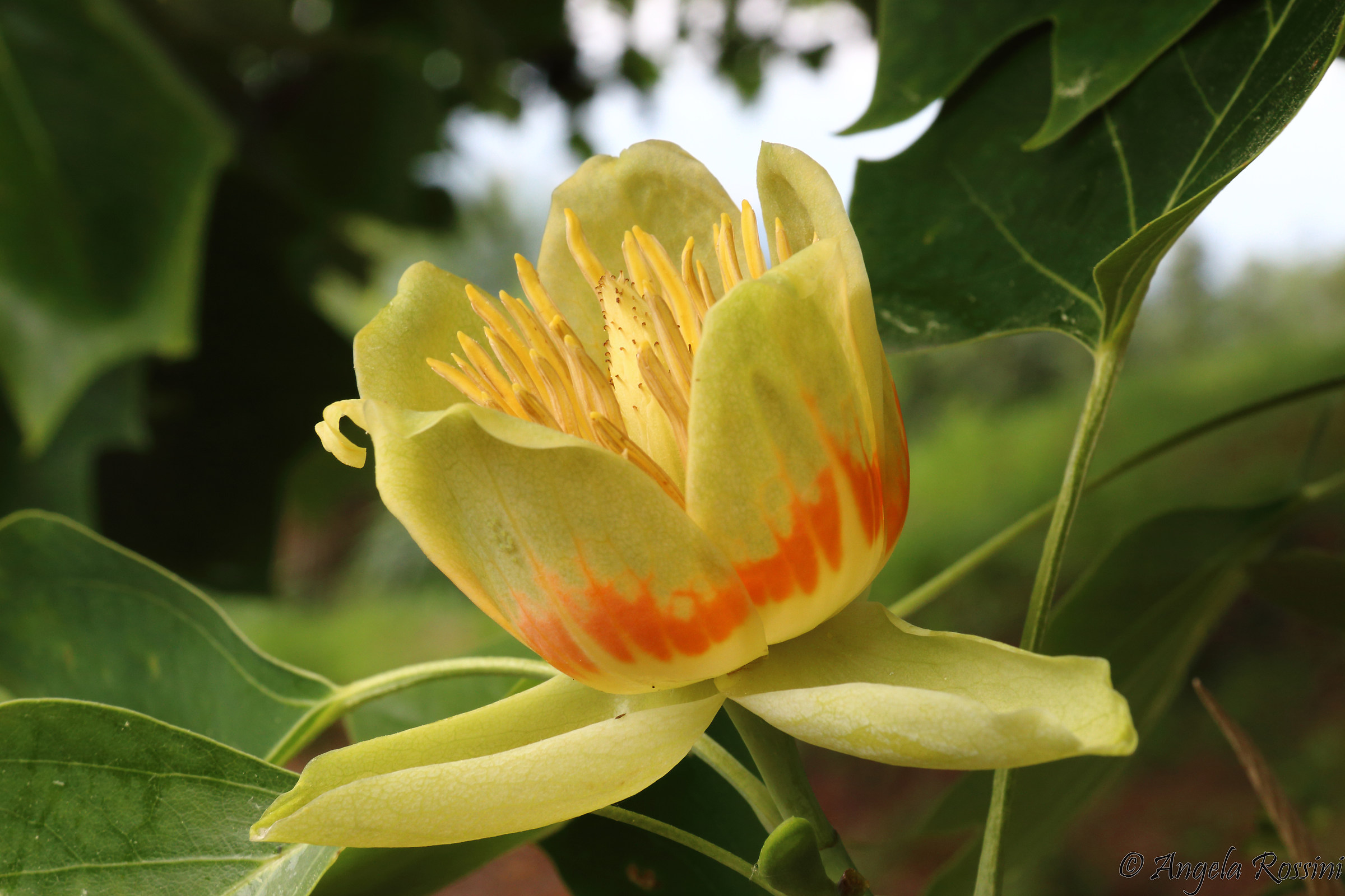 Flower of Liriodendron