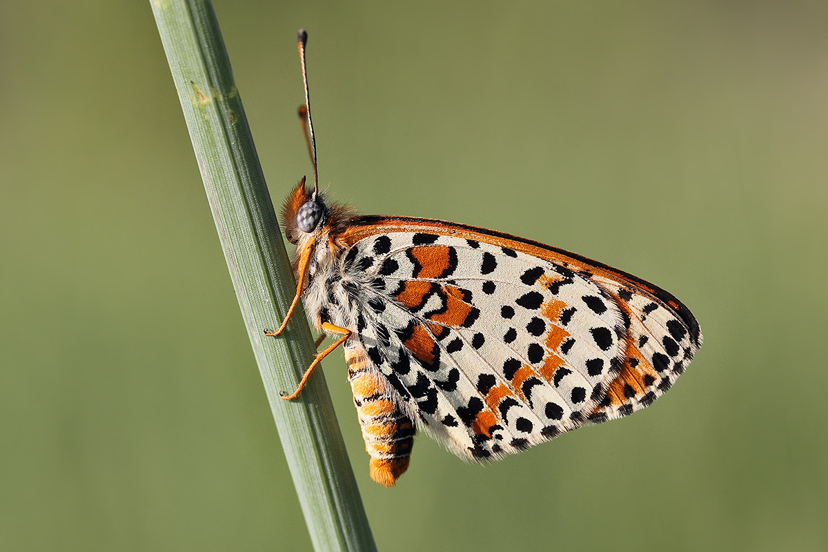 Melitaea