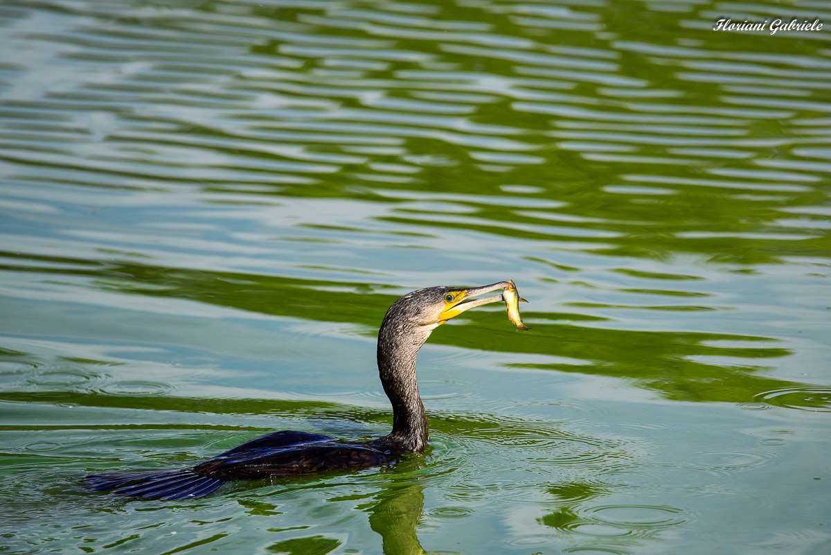 cormorano