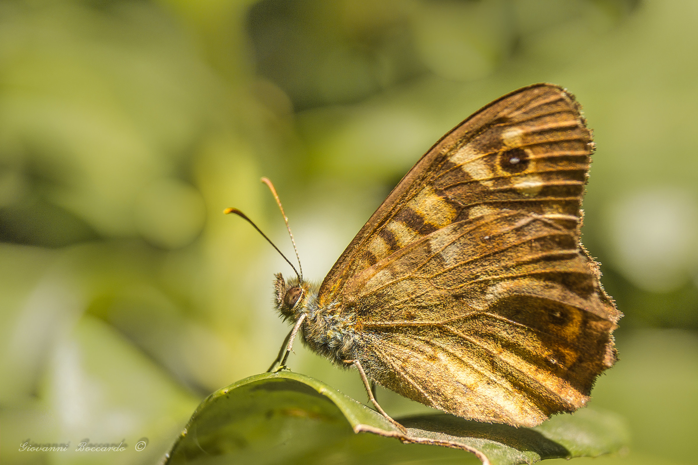 Egeria ( pararge aegeria )