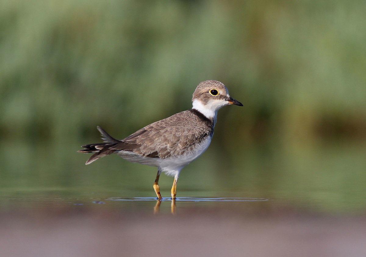 Little Ringed first light