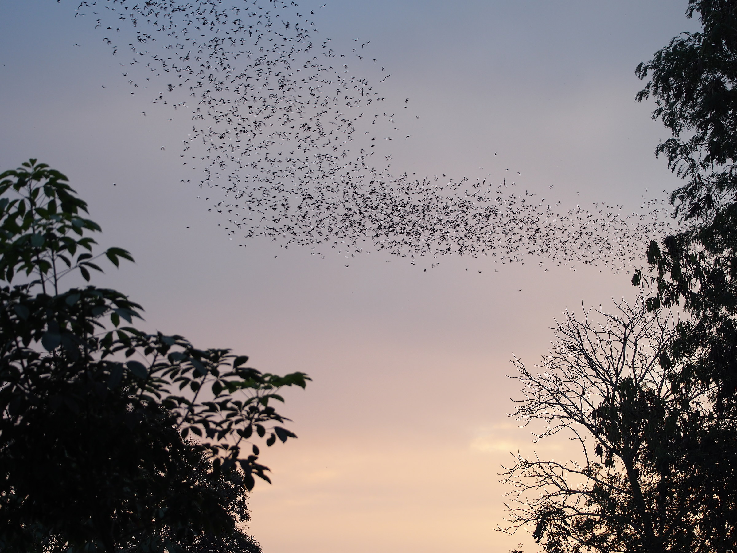 milioni di pipistrelli