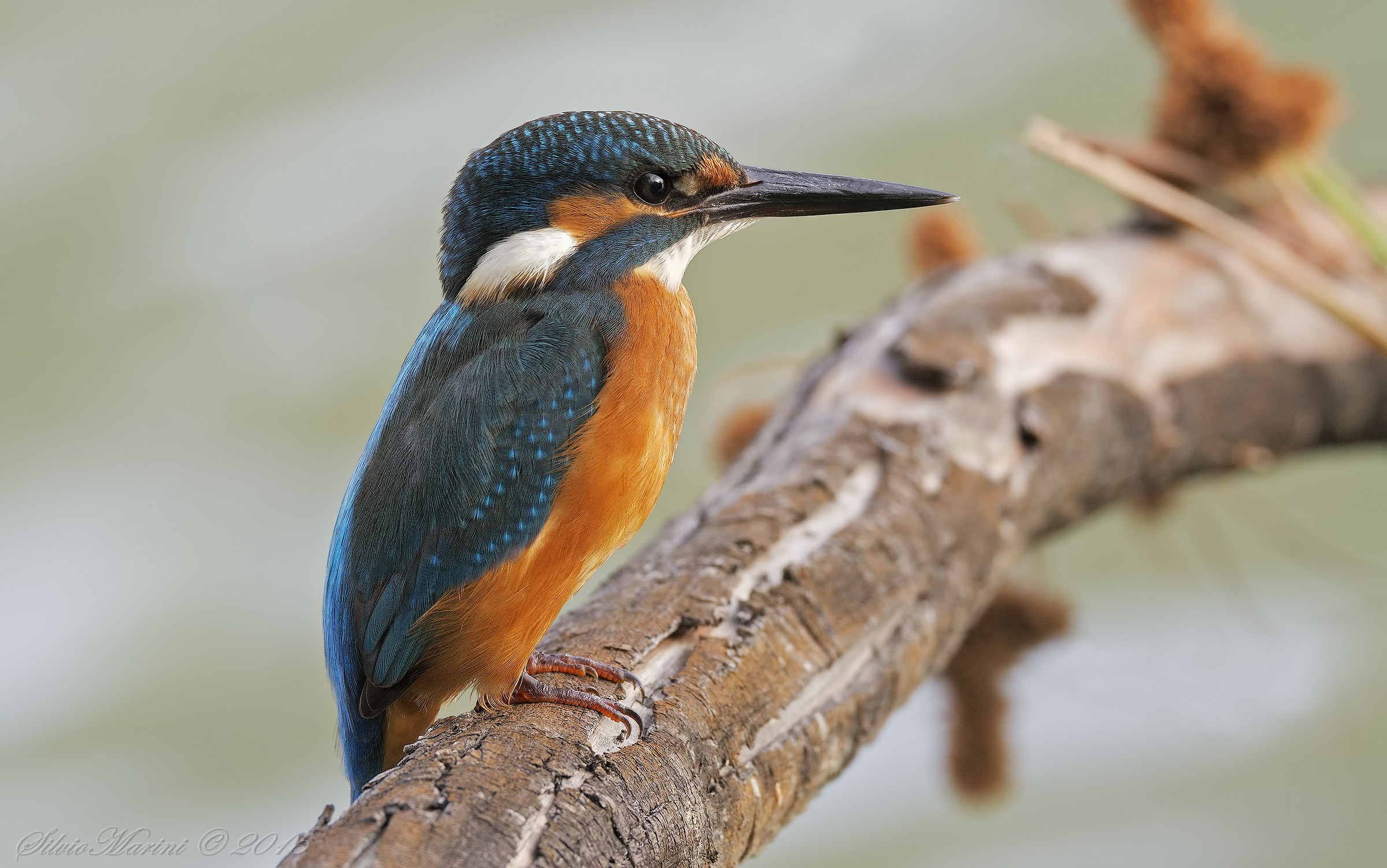 Martin pescatore ( Alcedo atthis)