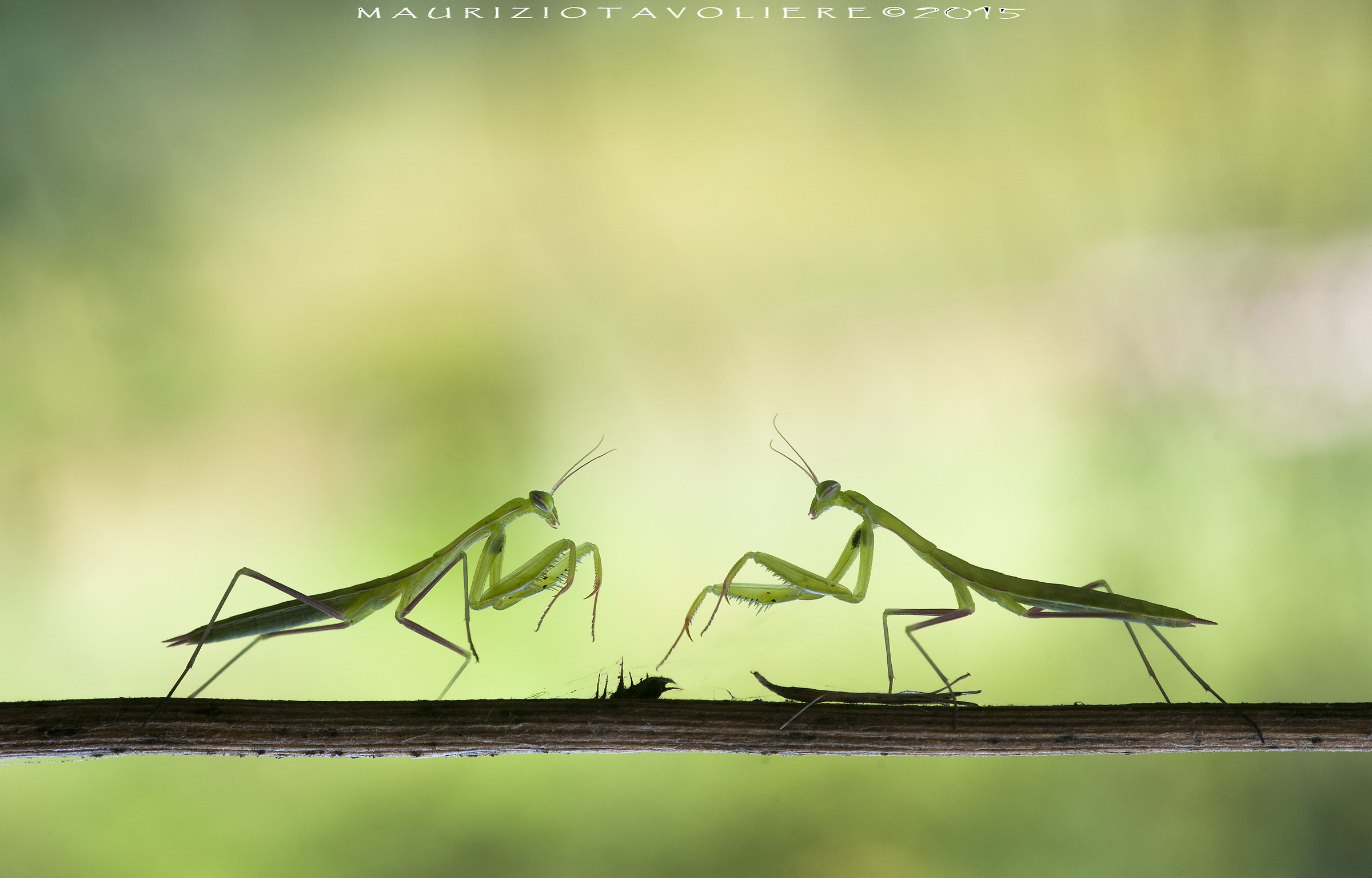 Mantis religiosa Linnaeus, 1758