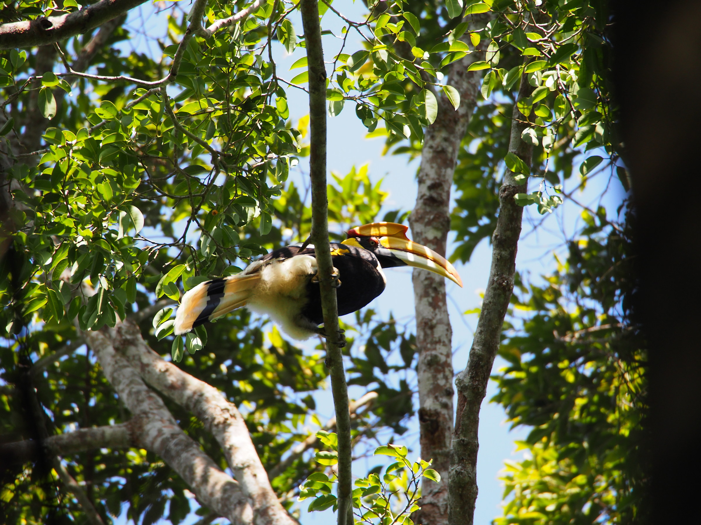 Khao Yai. Bucero becco giallo