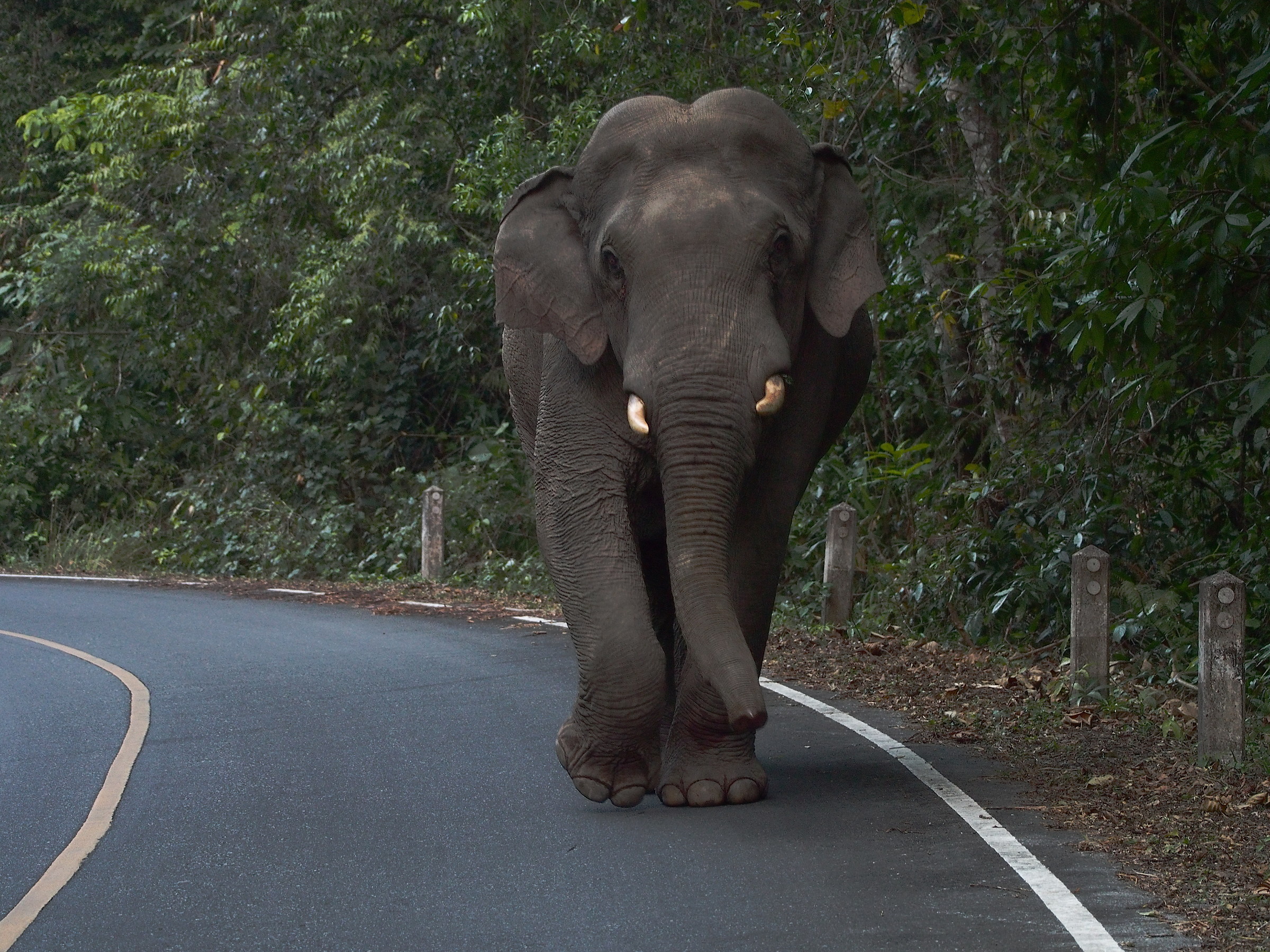 Khao Yai. Veicoli lenti. Elefante asiatico adulto