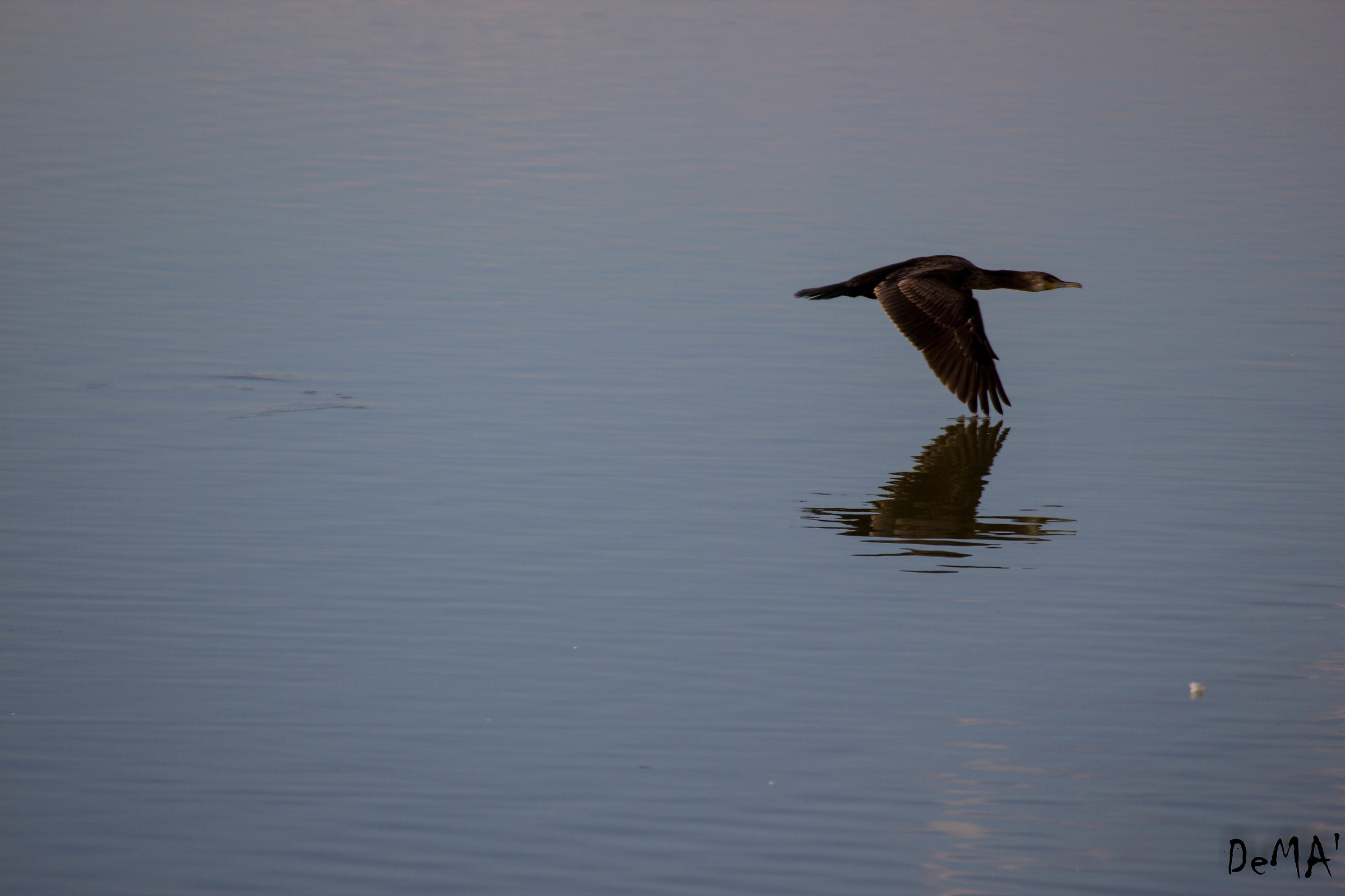 Cormorano
