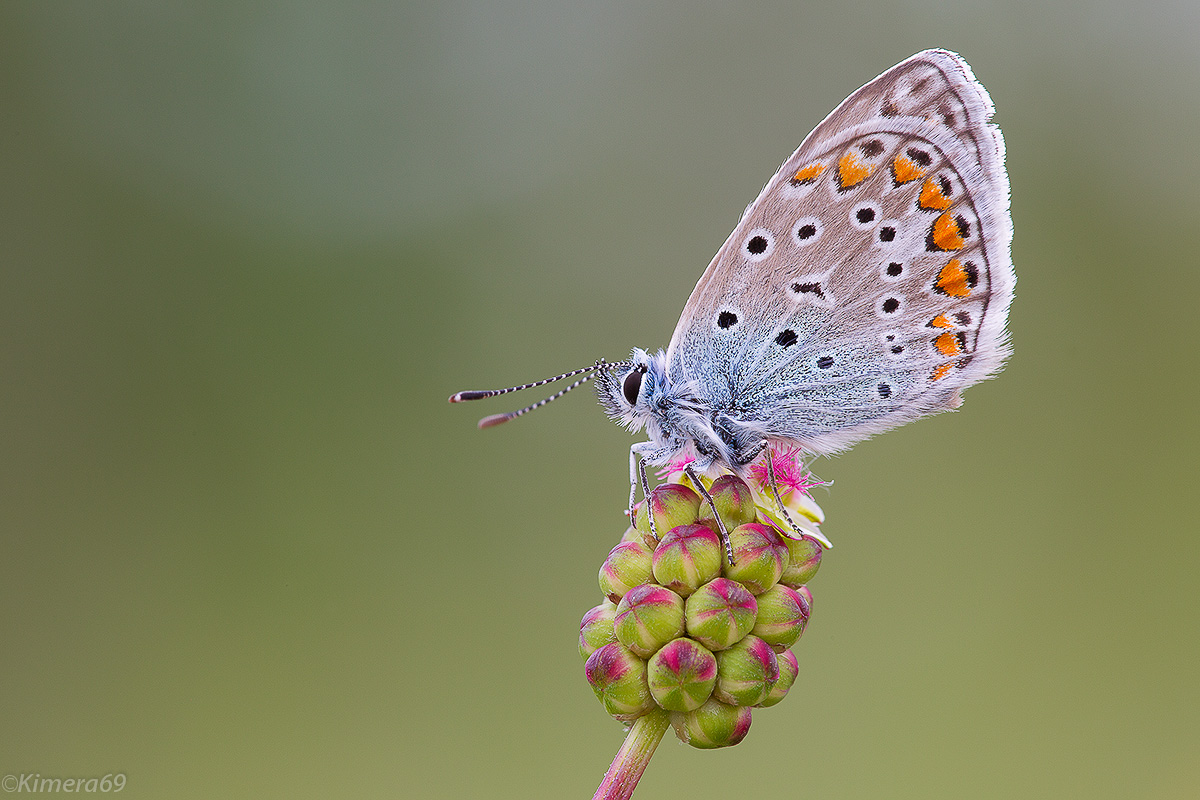 Lysandra Bellargus