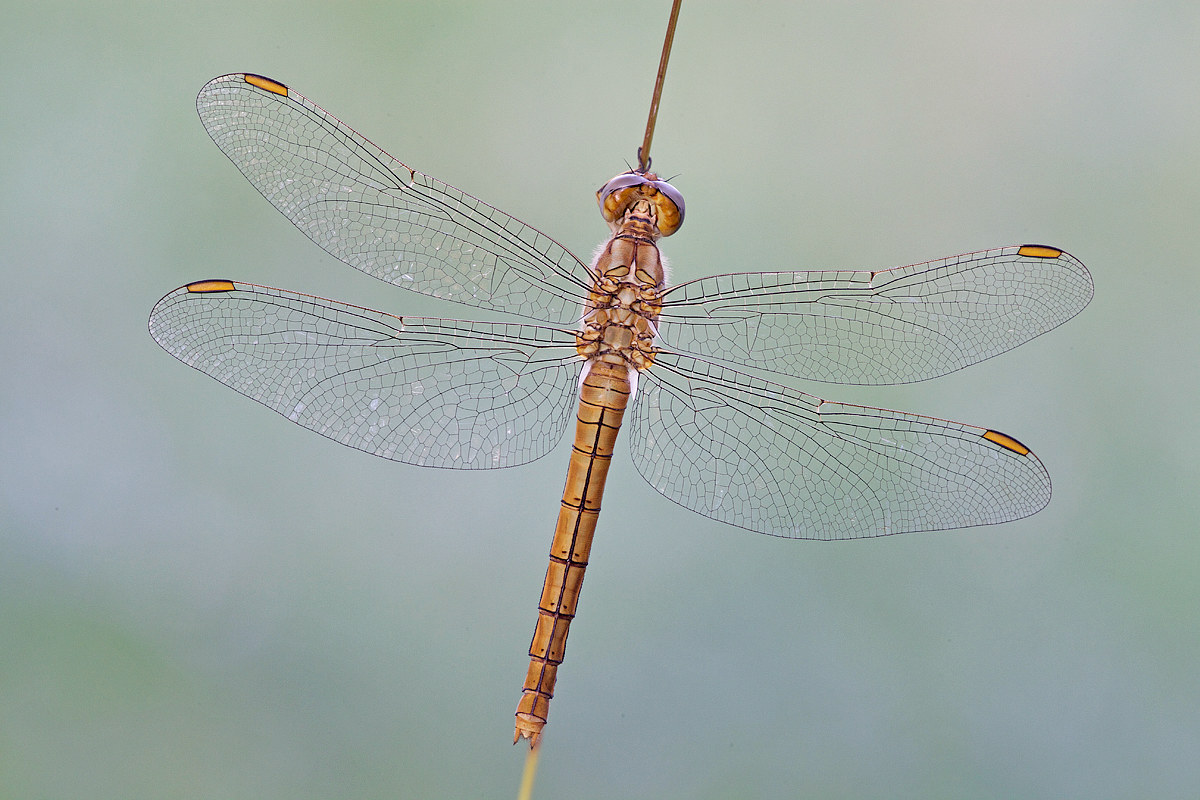 Dragonfly