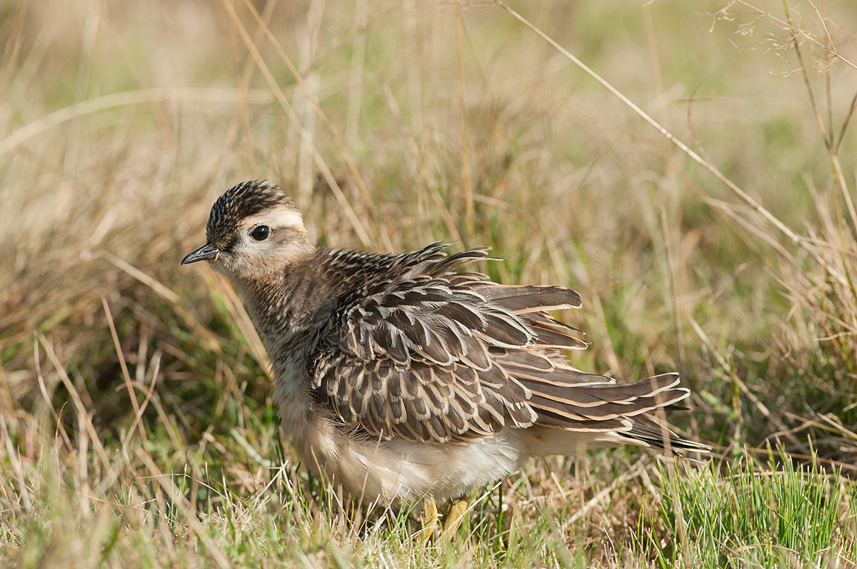 dotterel