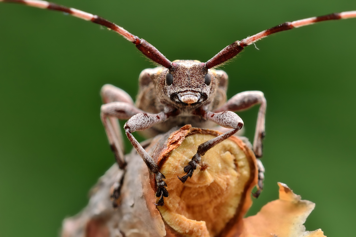 Acanthocinus aedilis