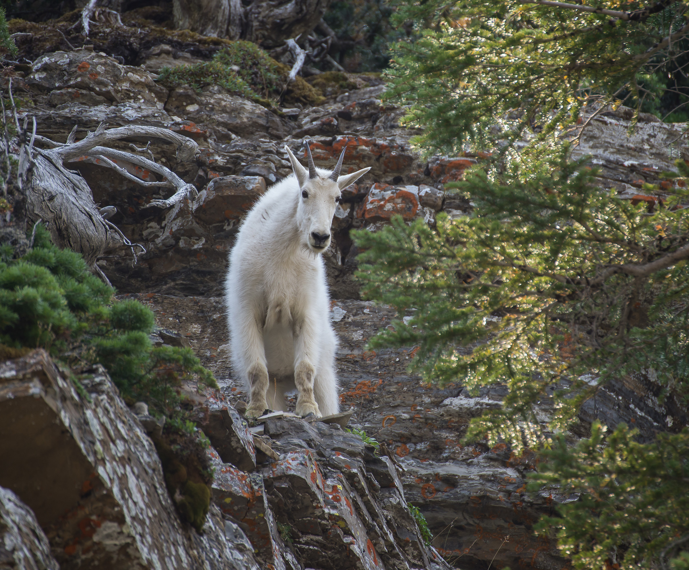 mountain goat (Glacier National Park)