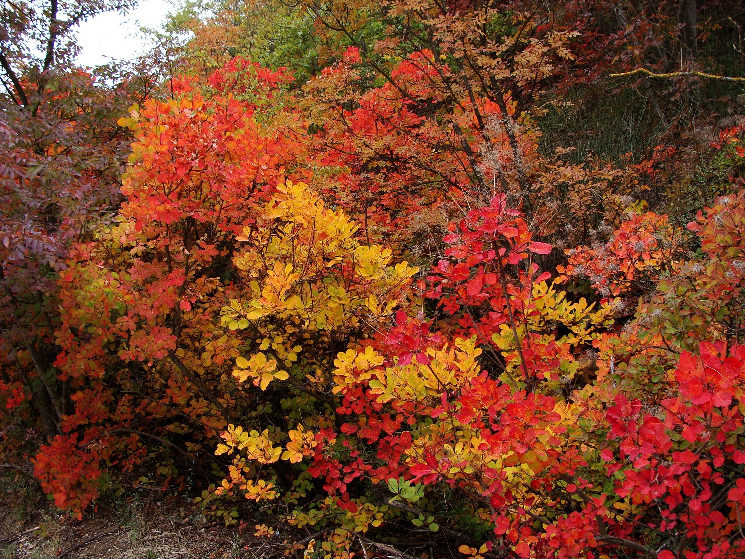 Autumn strokes - AN Apennines