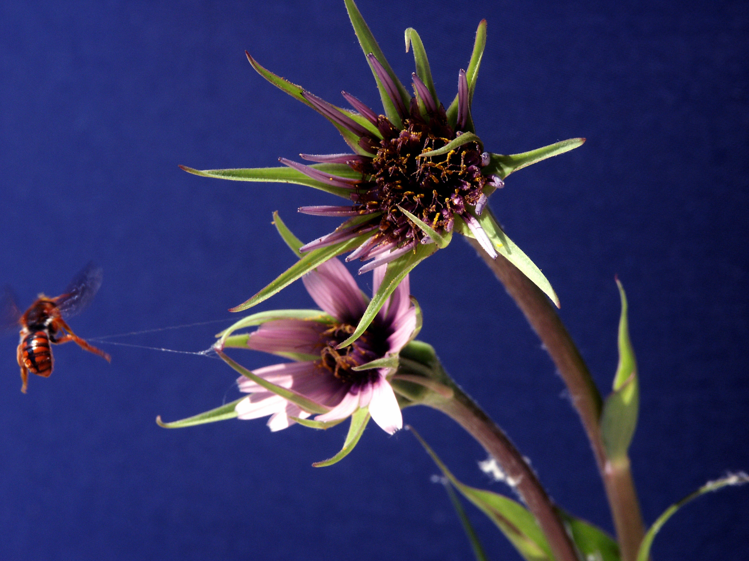 l'ape e la ragnatela