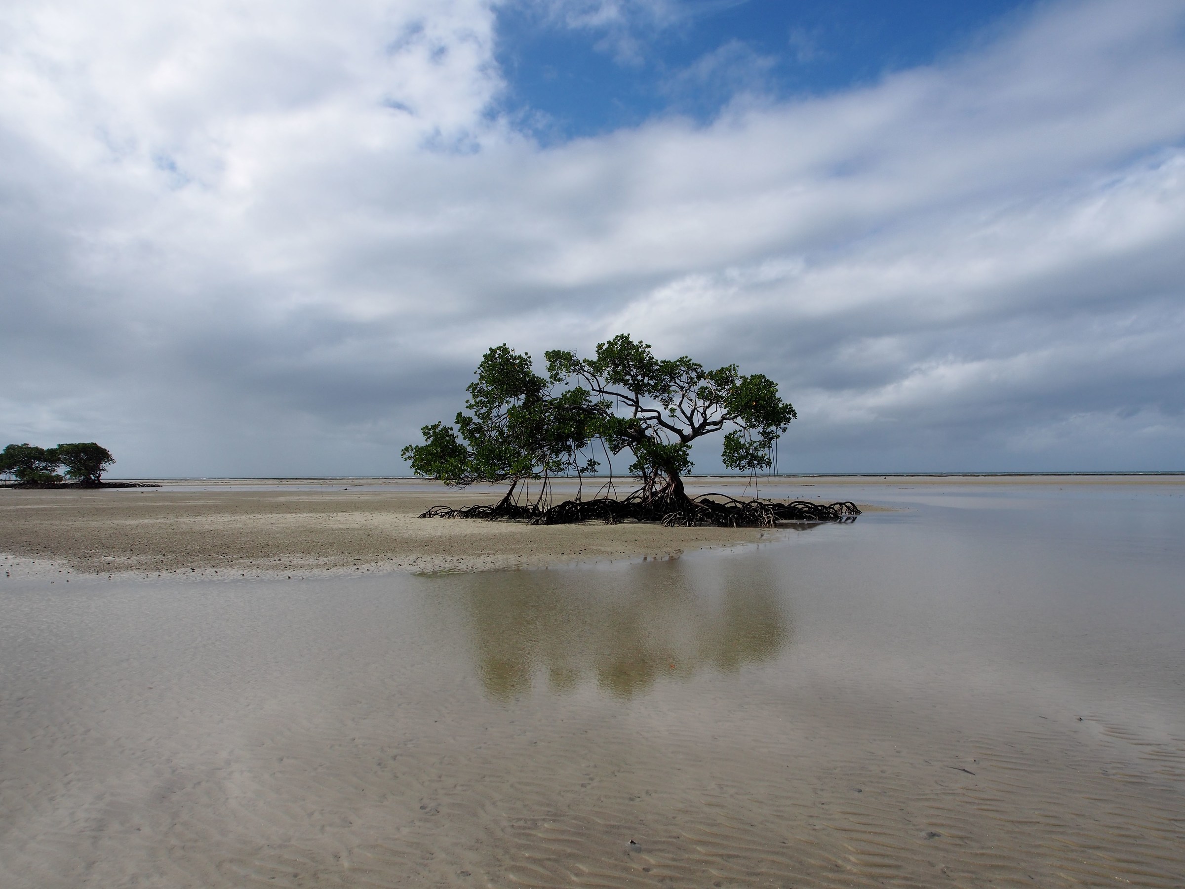Australia. Daintree national park