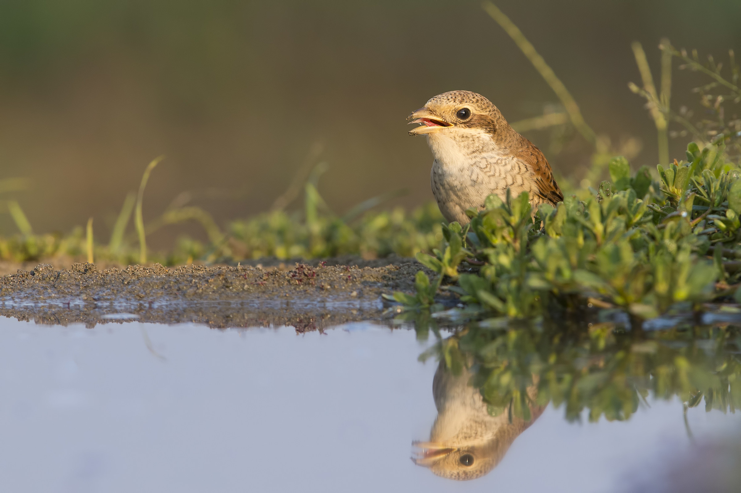 Sulla punta della lingua