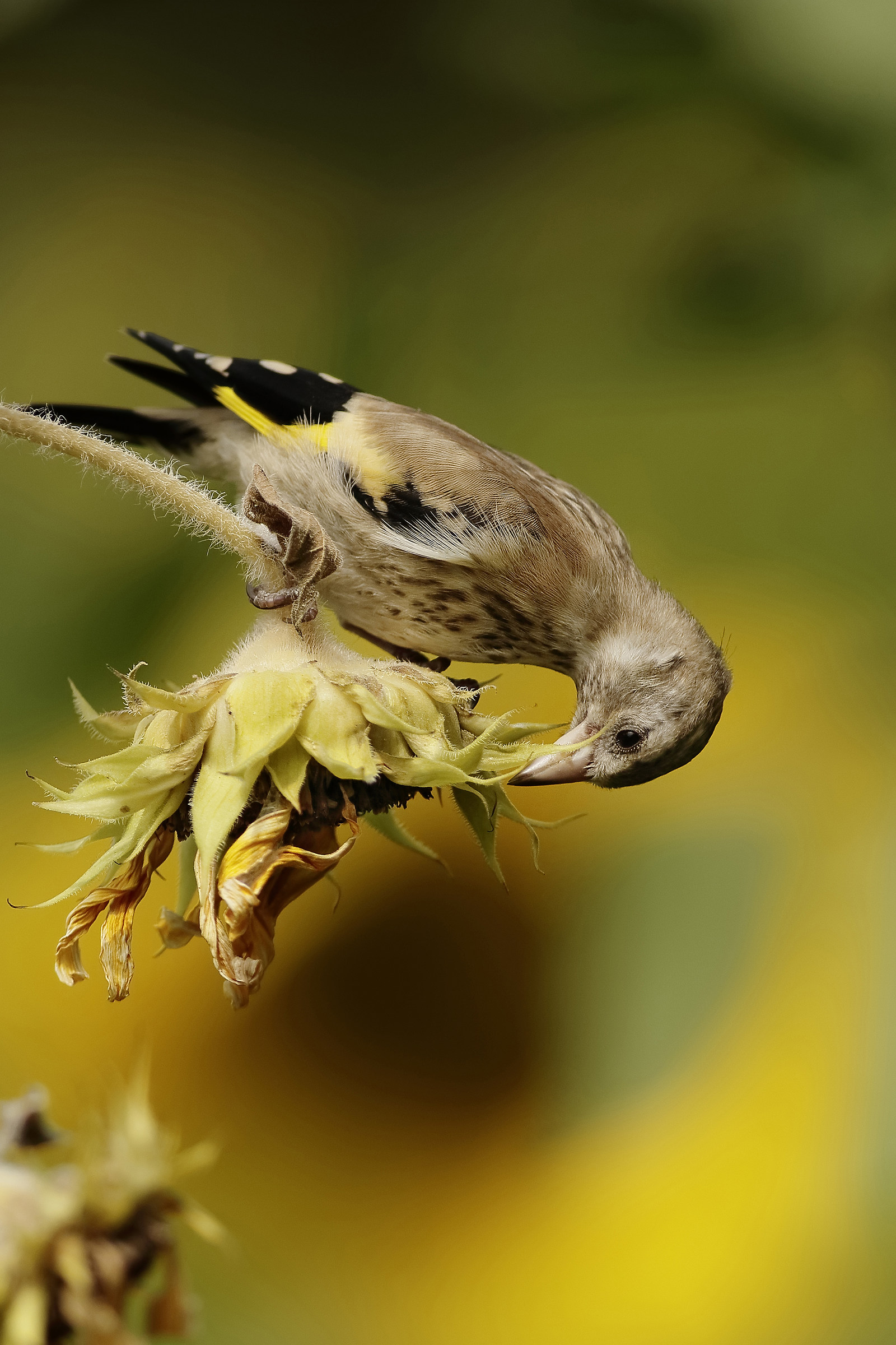 Young goldfinch on sunflowers