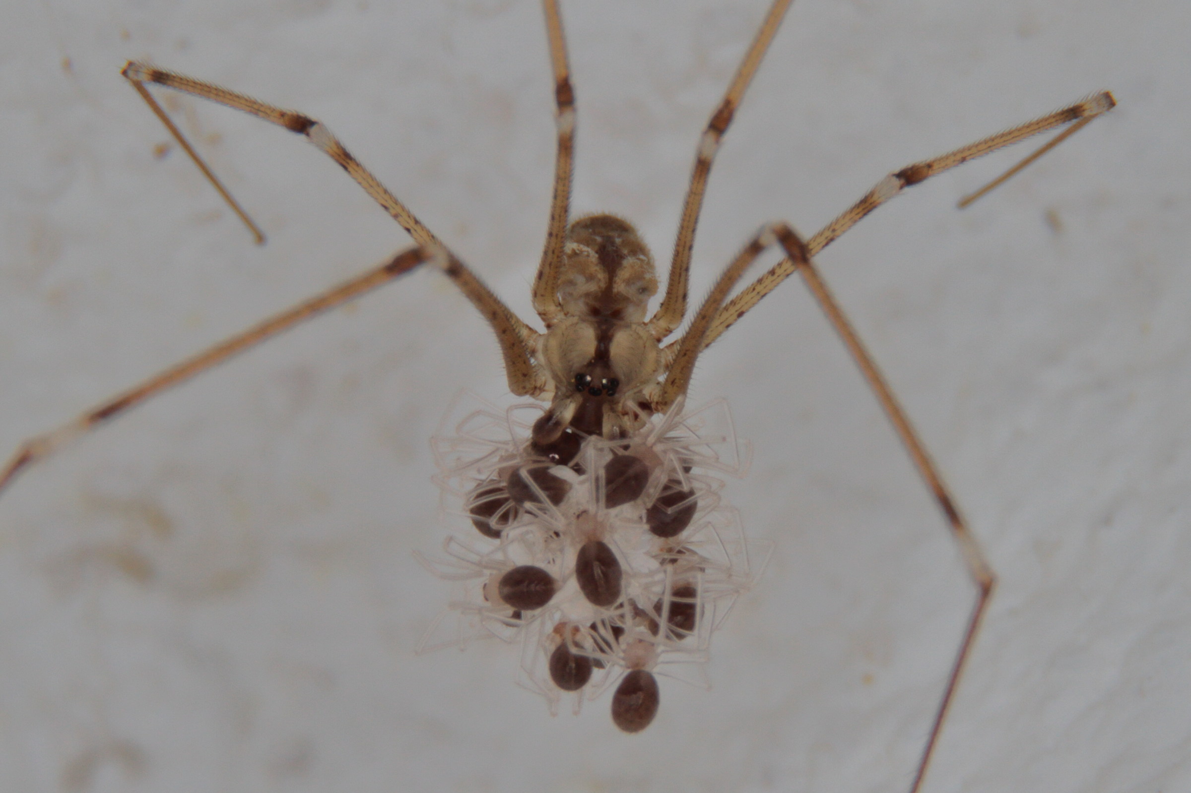 Un amorevole mamma, quante zampette!