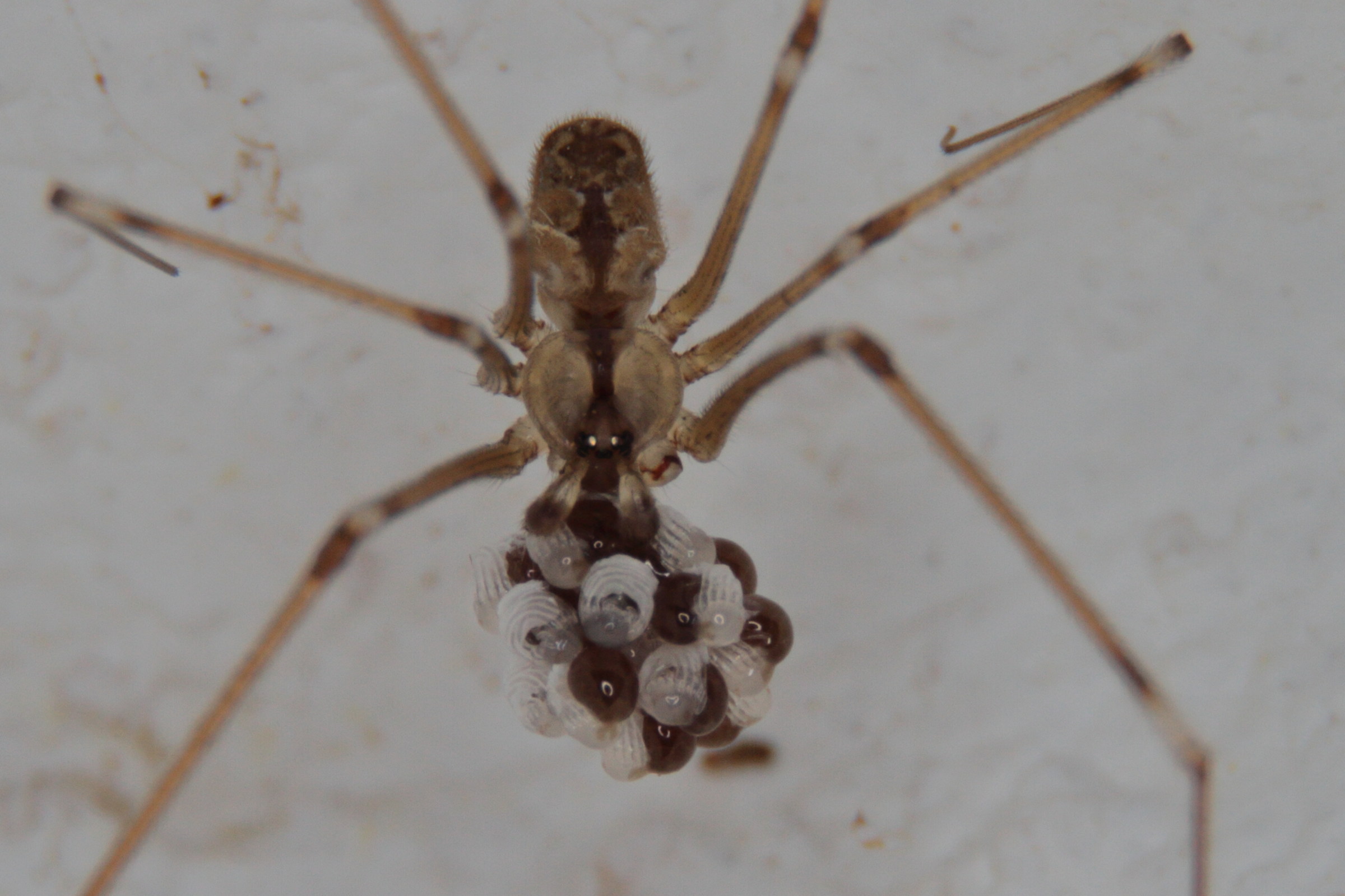 Un amorevole mamma, piccoli ragni crescono..