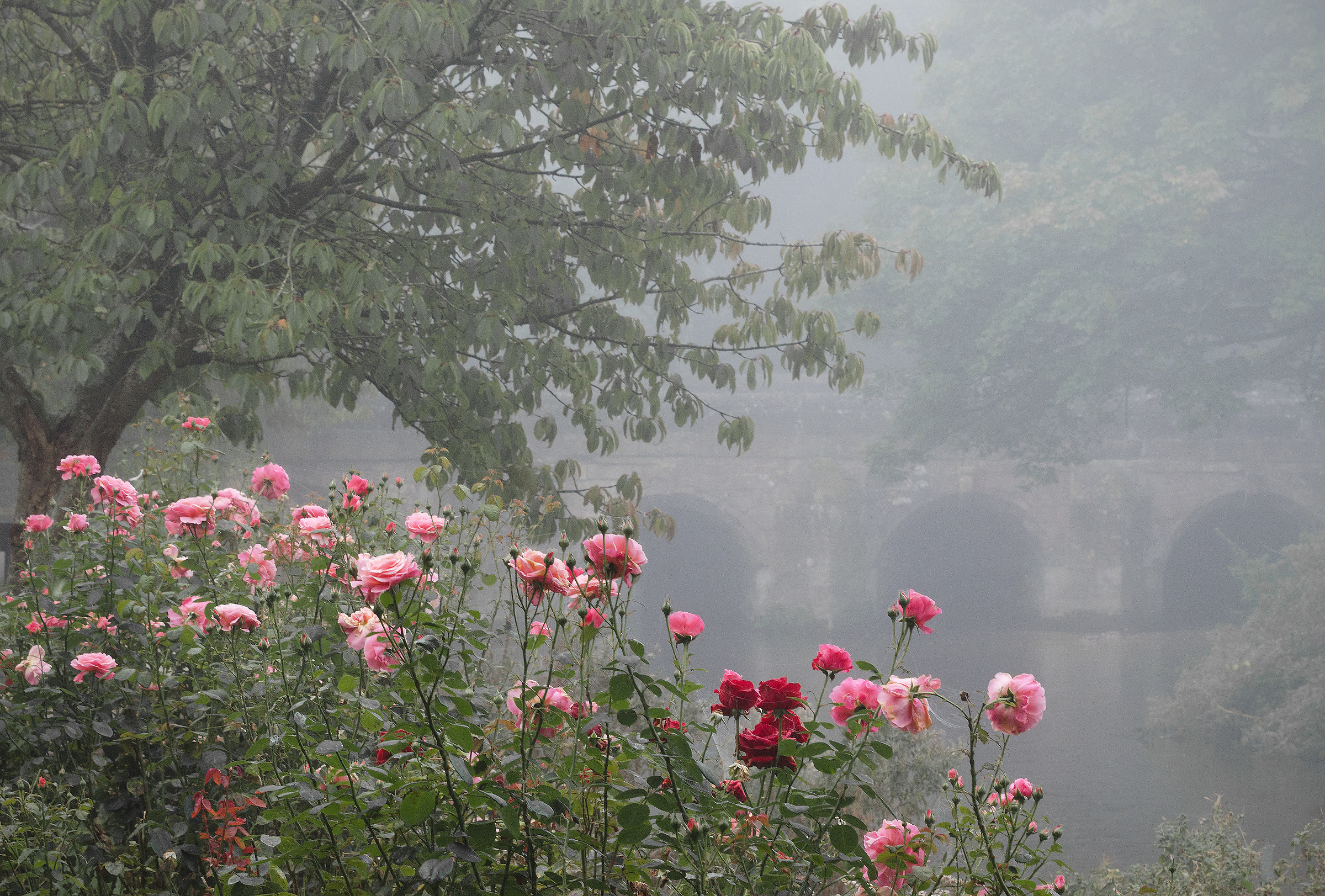 The Last of the Summer Roses..?