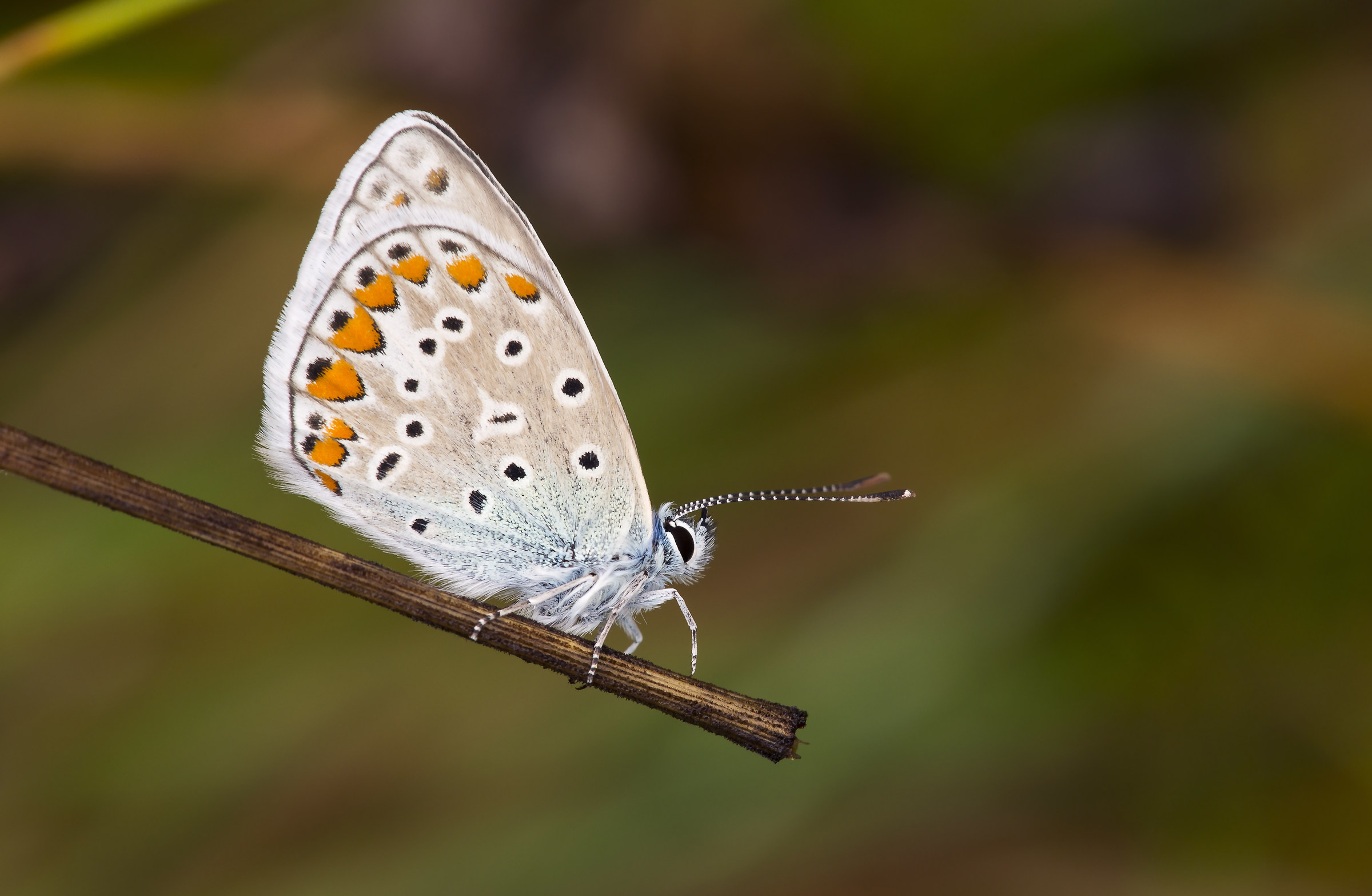 Polyommatus bellargus