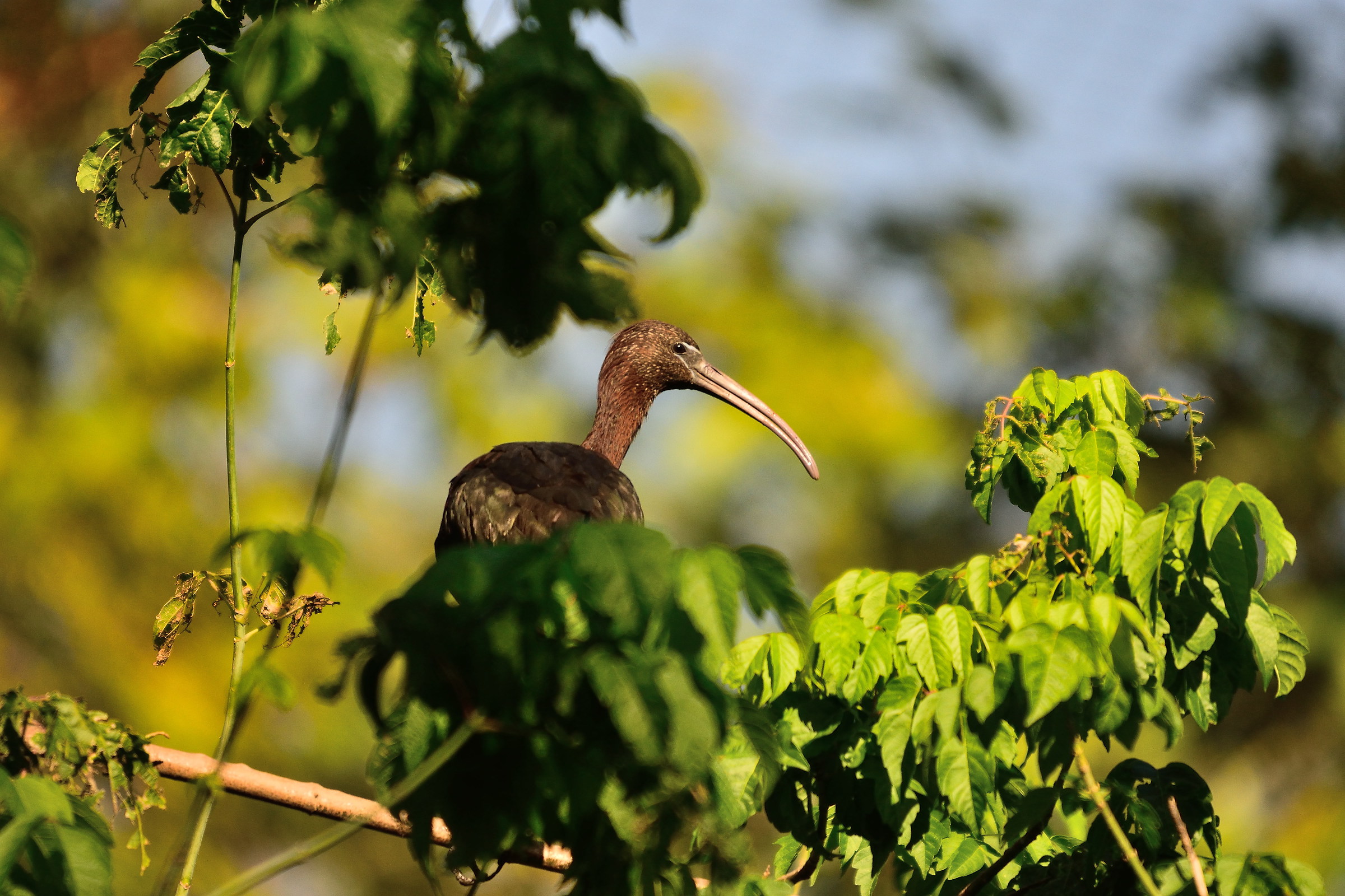 glossy ibis