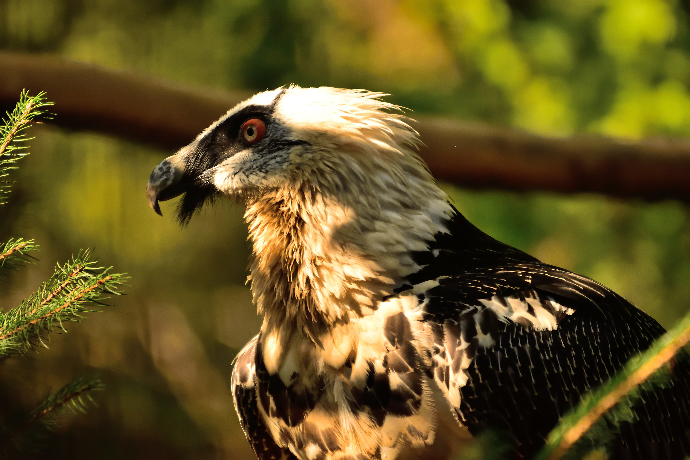 bearded vulture