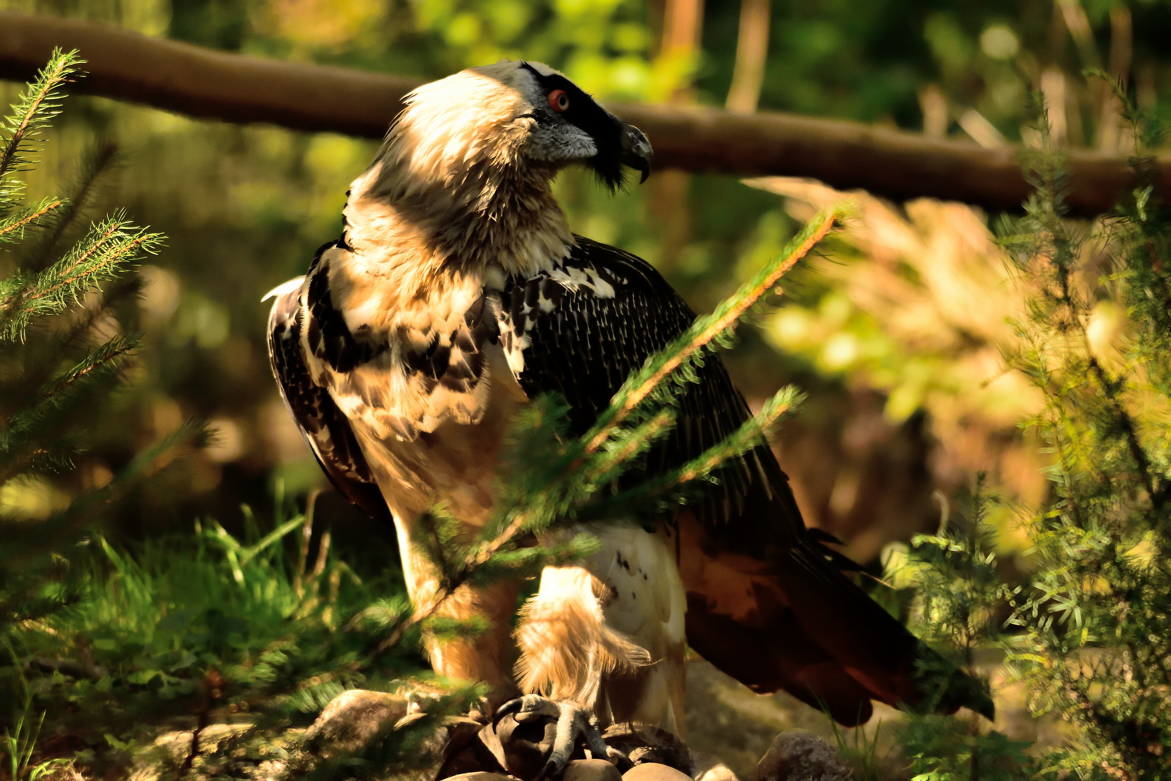 bearded vulture