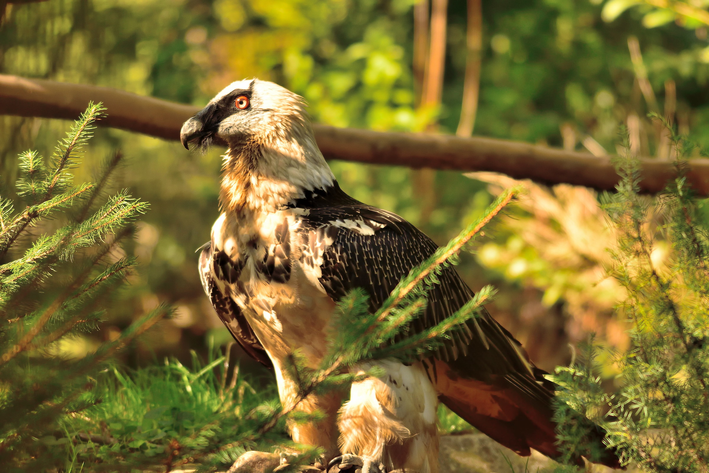bearded vulture