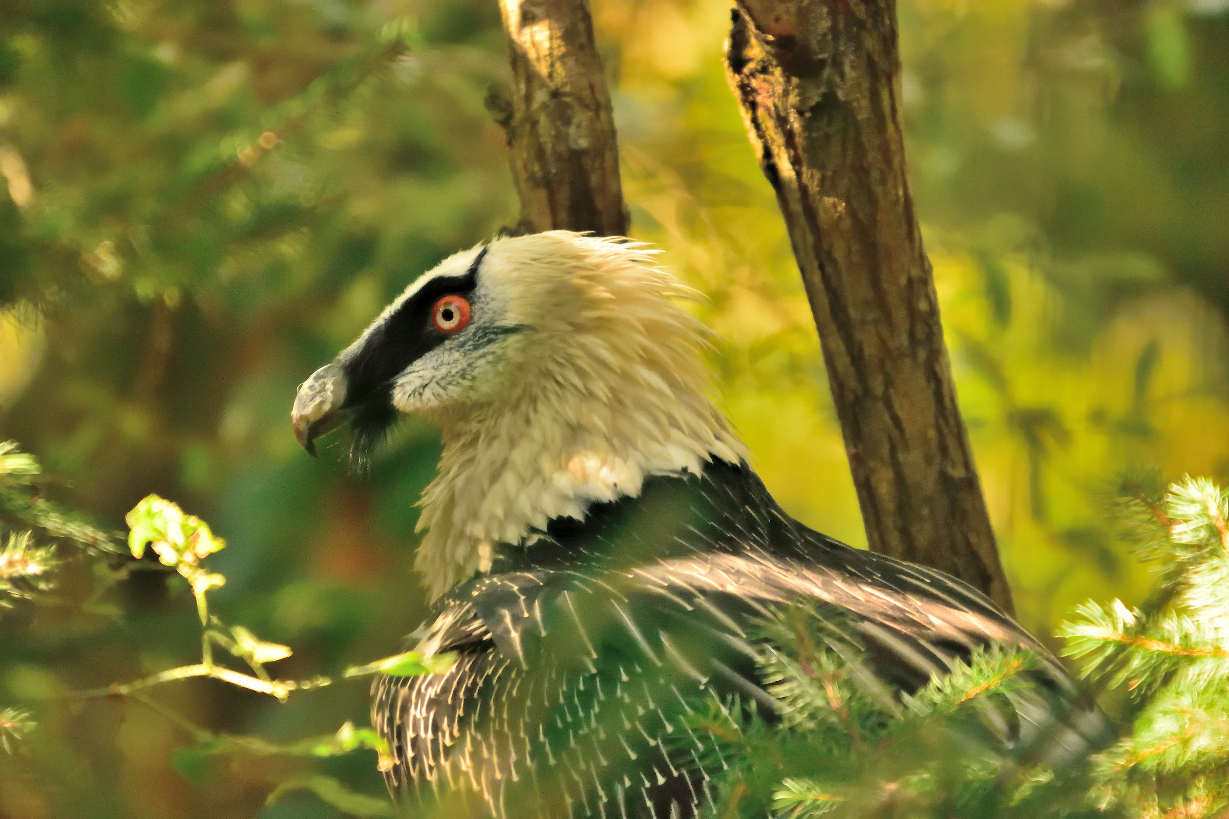 bearded vulture
