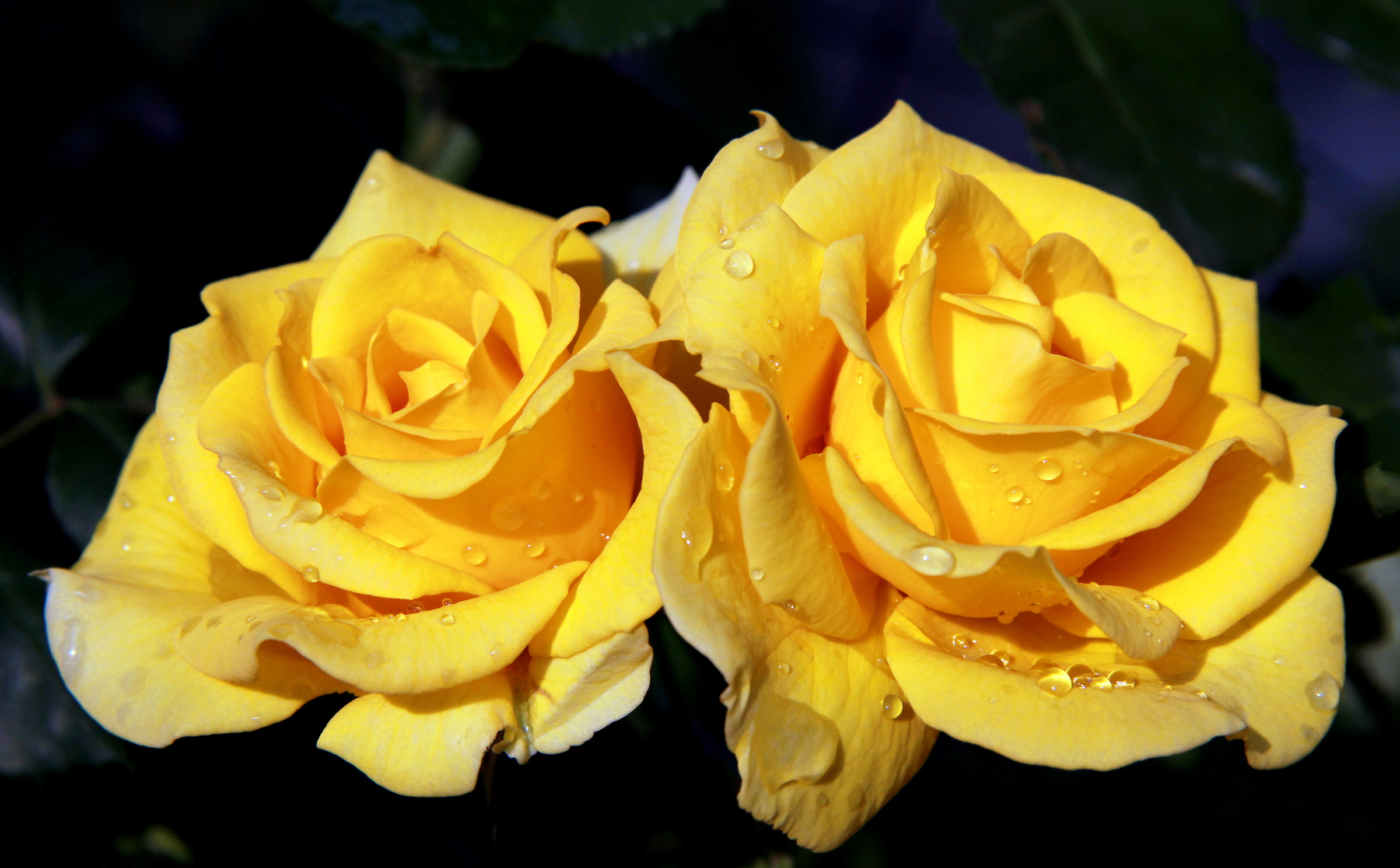 Una coppia in giallo