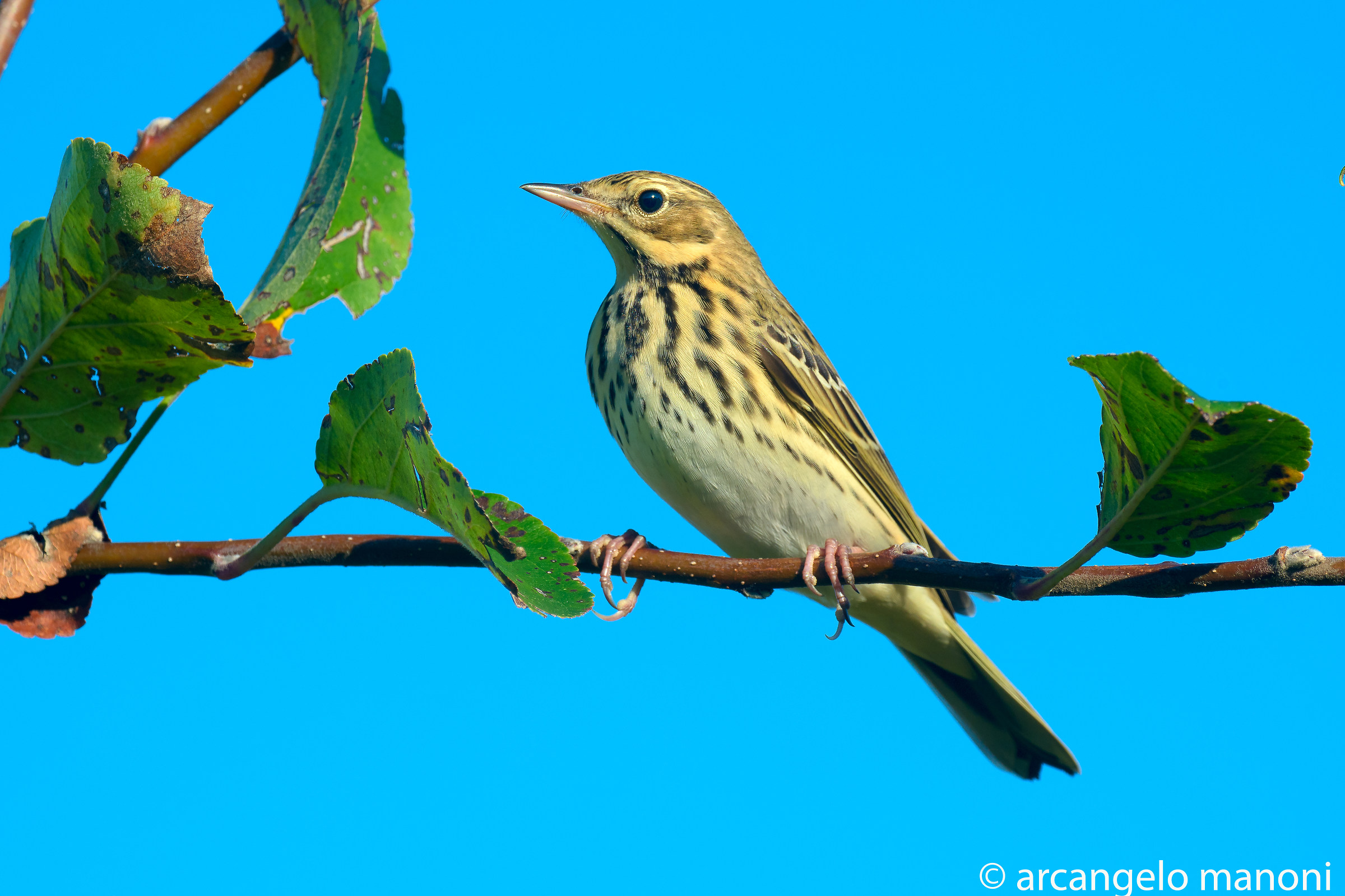Il Prispolone col macro