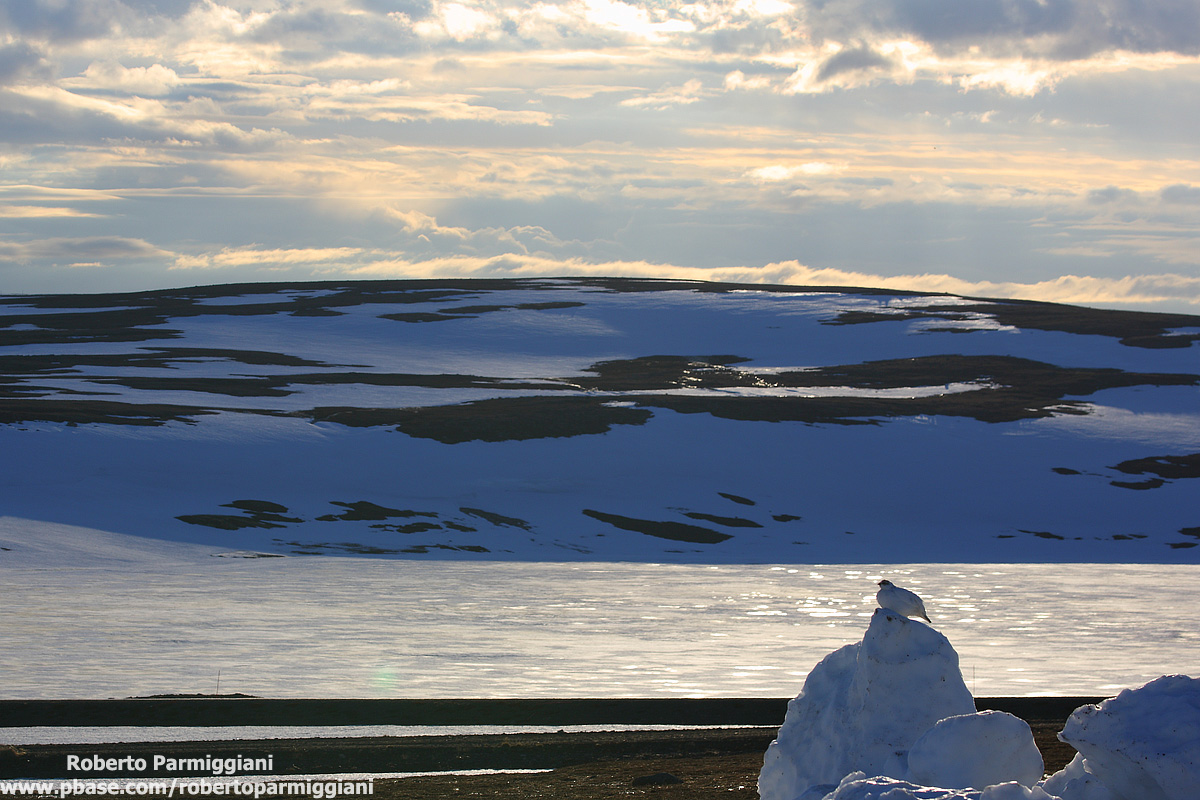 The kingdom of ice (ptarmigan)