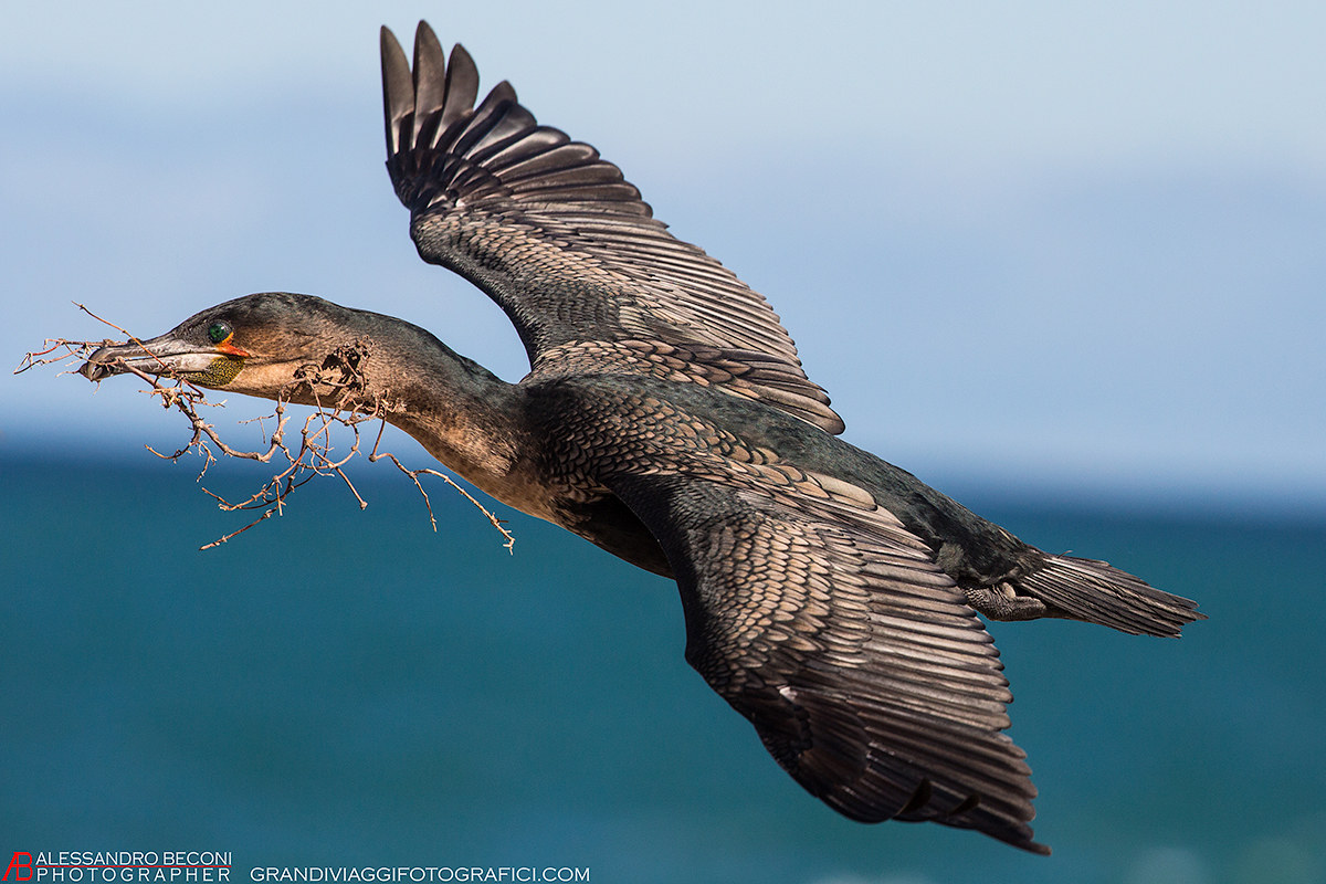 White-breasted cormorant (Phalacrocorax lucidus)