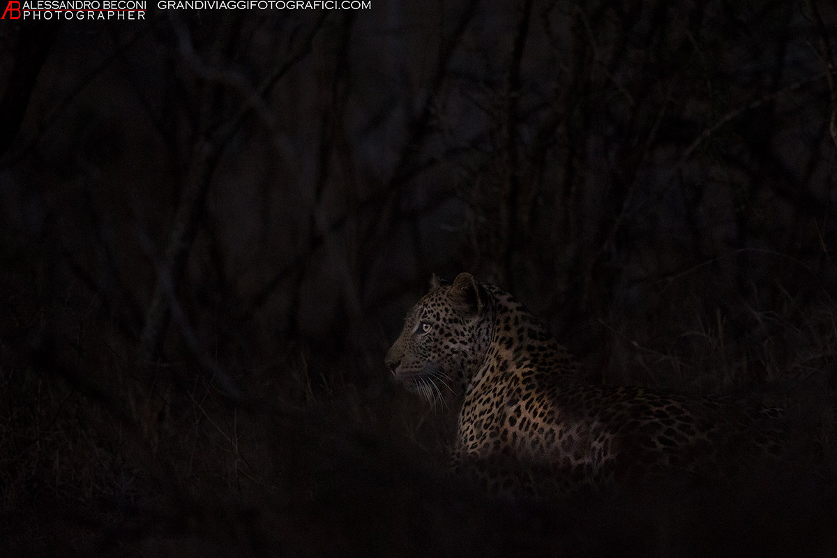 Leopardo (Panthera pardus)