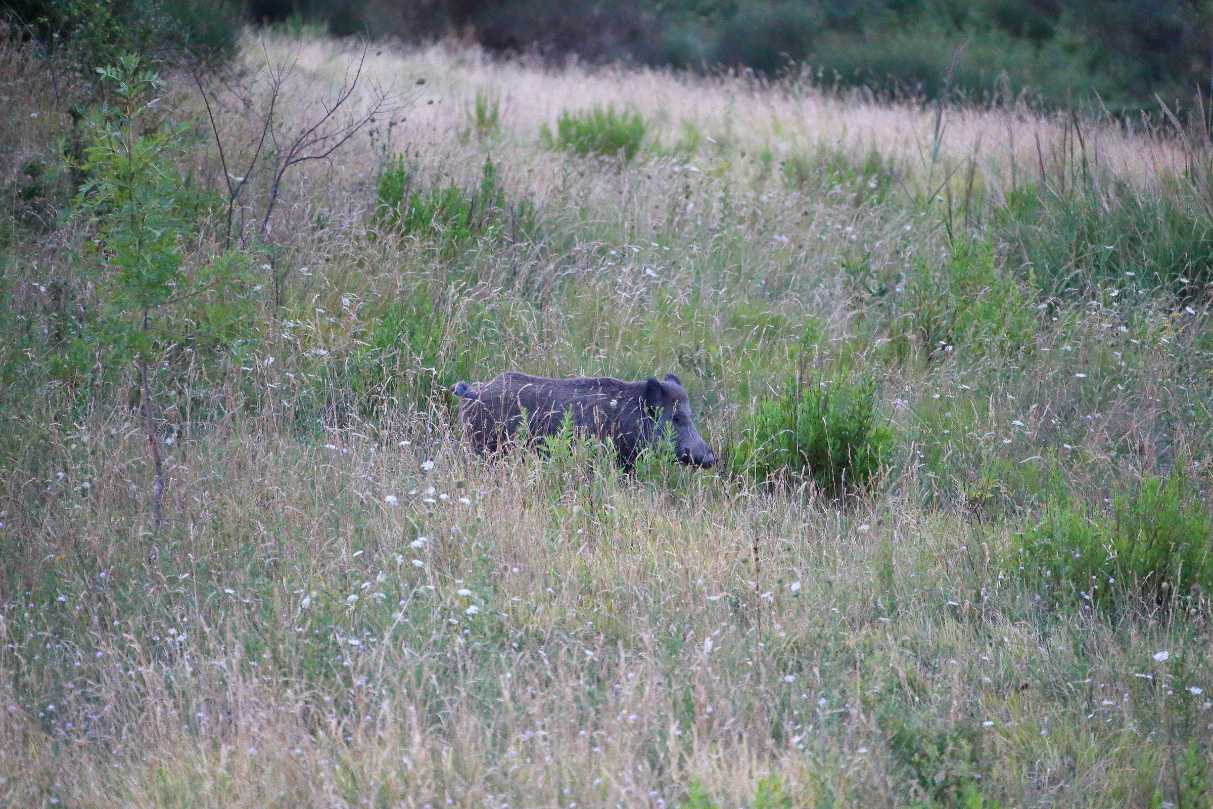Cinghiale del Titano