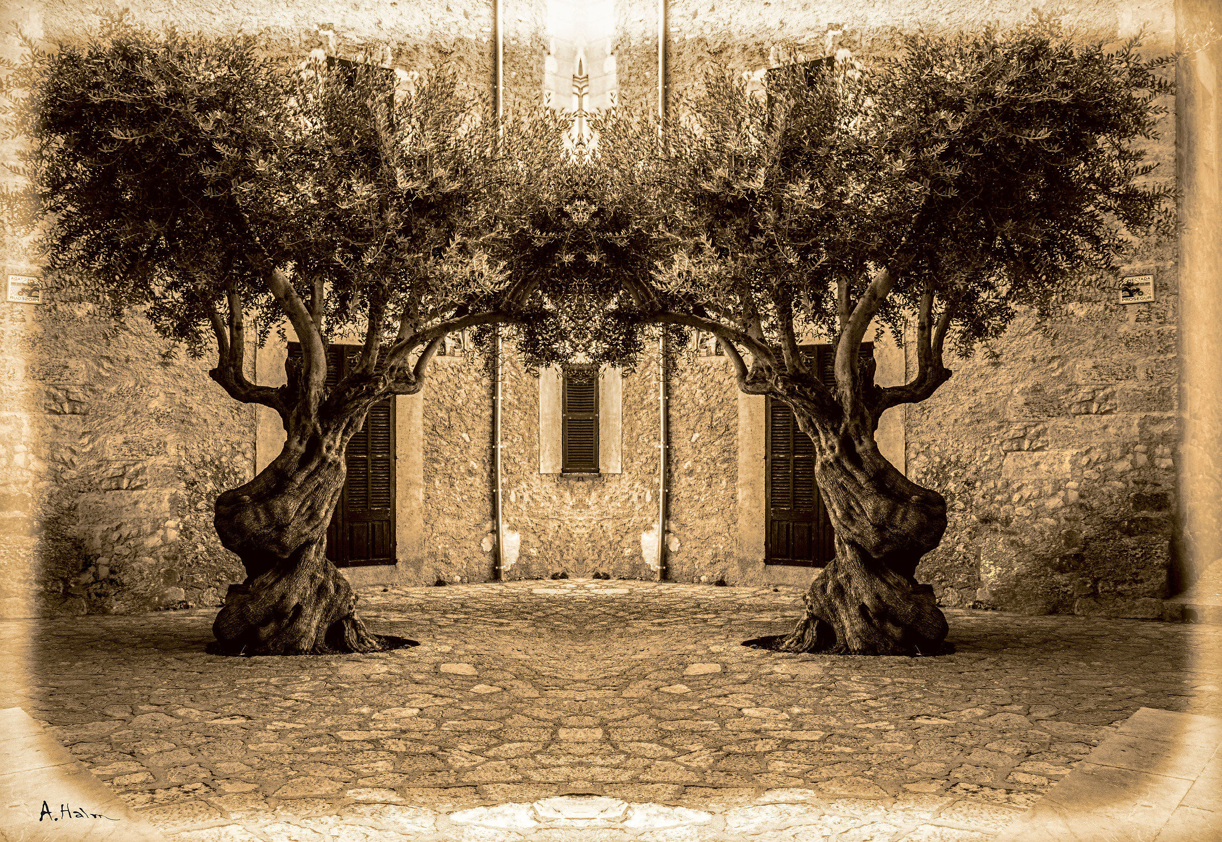 Gli alberi della vita ...